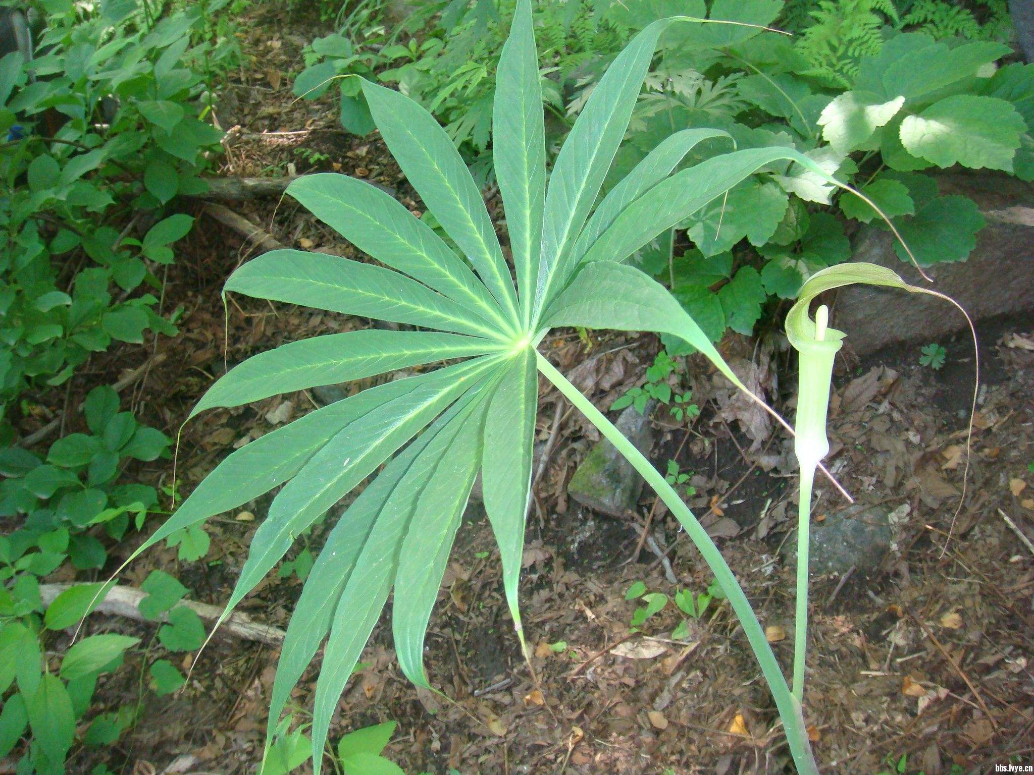 一味草药对肺结节有妙用,今天给大家介绍一味散结的草药,它在李时珍的