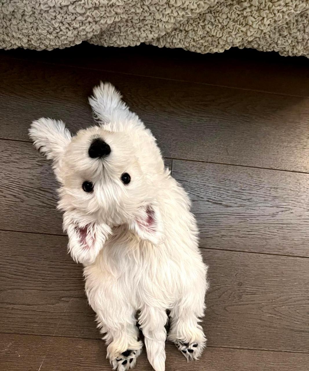 世界上最可爱的犬种是西高地!