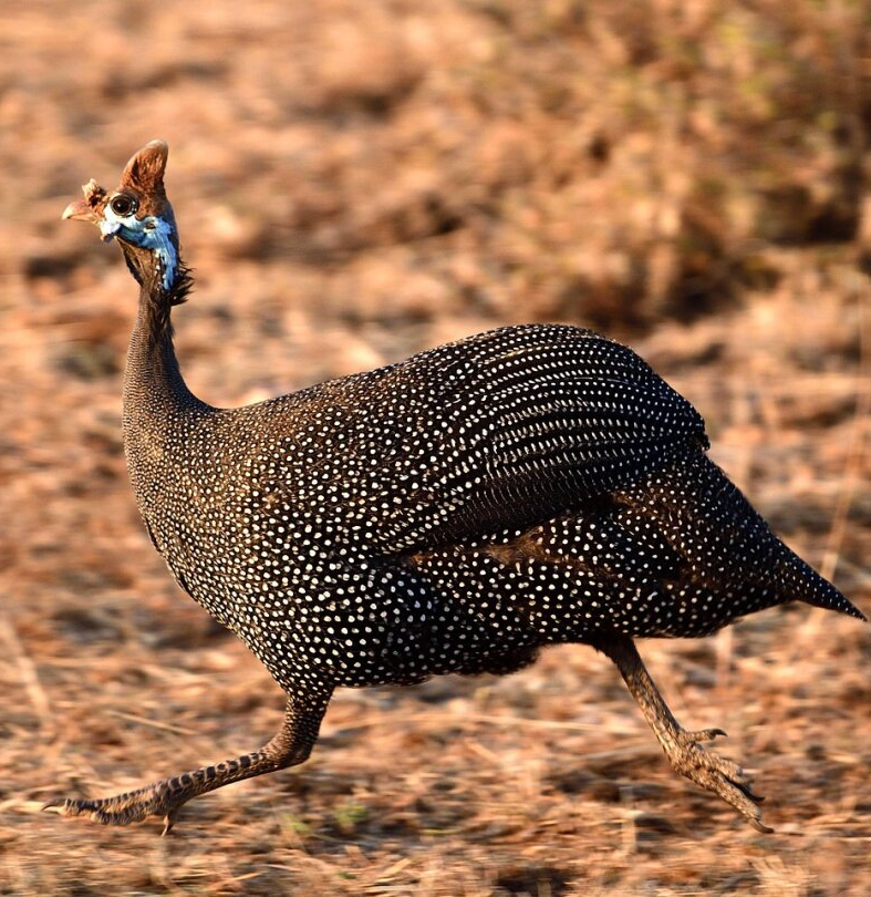 珍珠鸡,也被称为珠鸡,山鸡或几内亚鸟,是一种原产于非洲的家禽