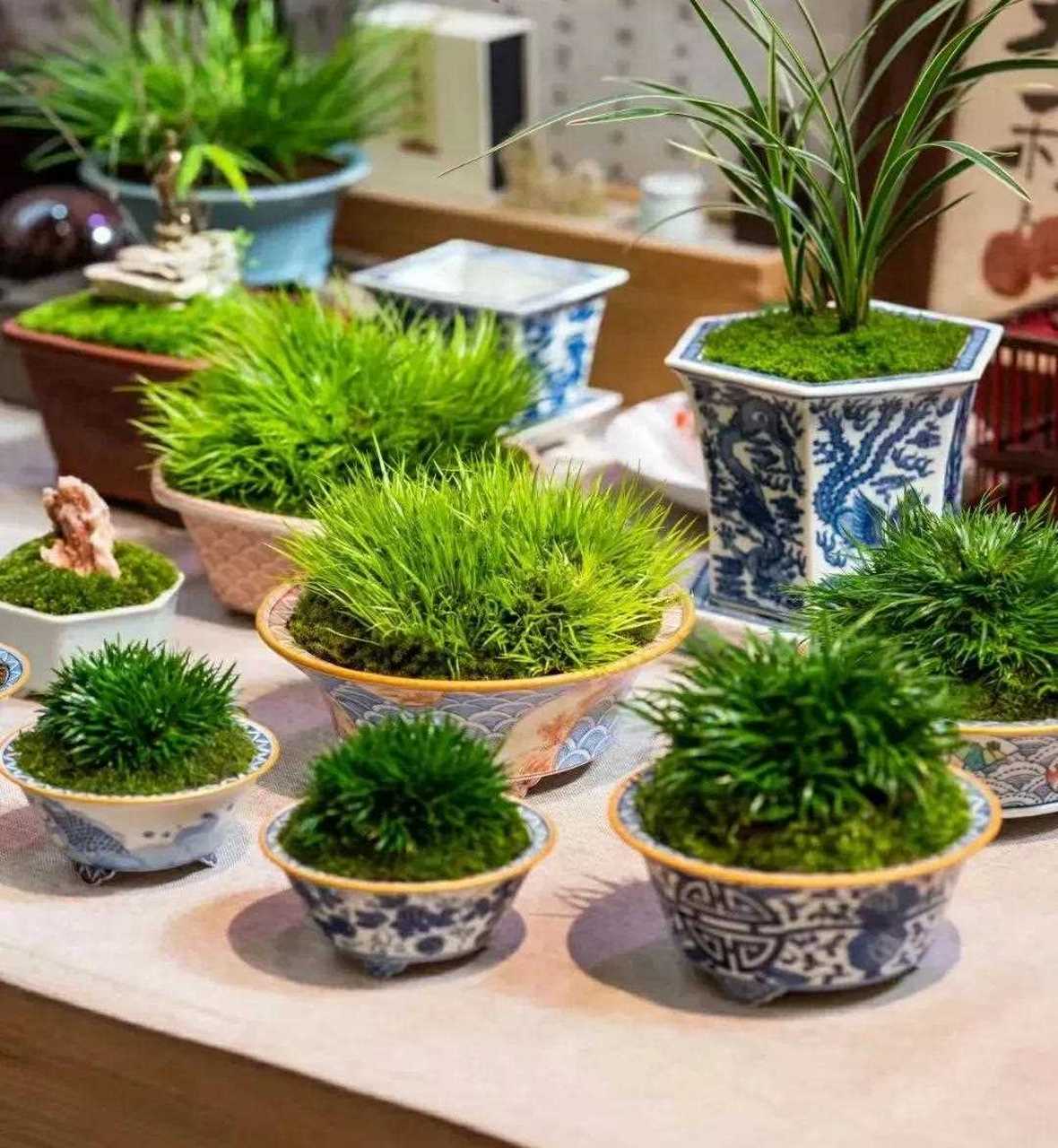 菖蒲盆景佳作欣赏      菖蒲,小巧葳蕤,一丛并发,盘根错节,叶纤茎细