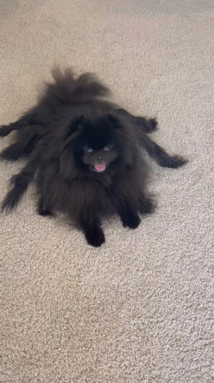 当家里出现大蜘蛛时,总是让人忍不住惊声尖叫,而