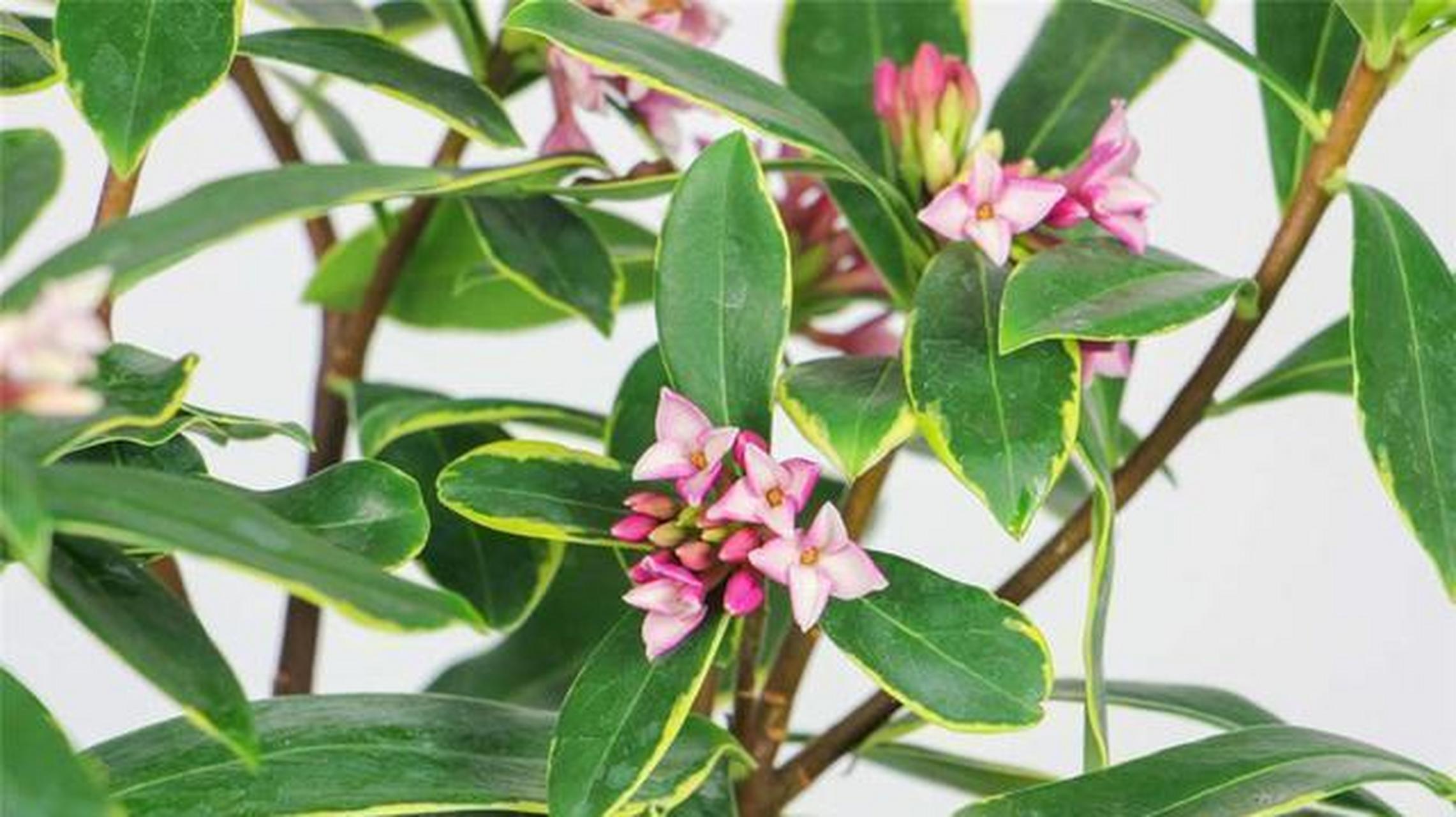 金边瑞香是瑞香的变种,属于瑞香科瑞香属的多年生常绿小灌木,叶片边缘