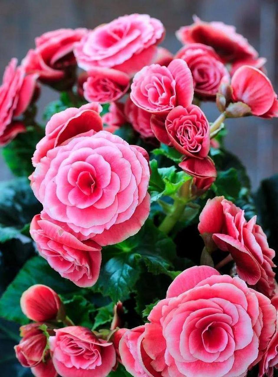 [樱花]丽格海棠为葫芦目秋海棠科秋海棠属草本植物,秋海棠属的多年生