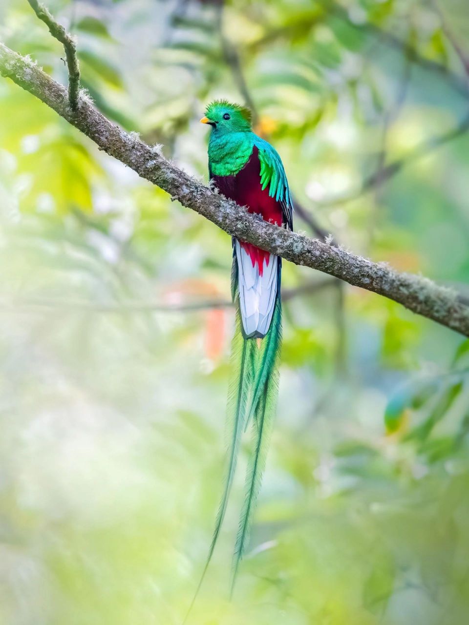 圣鸟 有一种鸟,有着如同凤凰一样漂亮的尾羽,是南美洲最美丽的鸟类