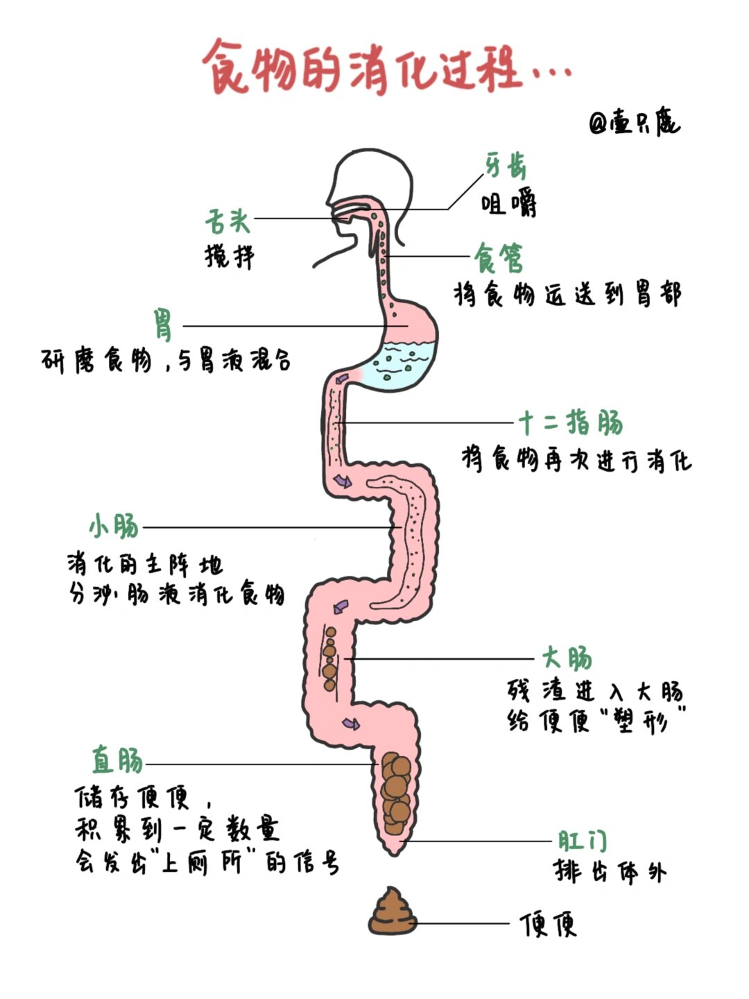 需要全身许多不同器官协同工作,这些器官包括口腔,食管,胃,小肠,大肠