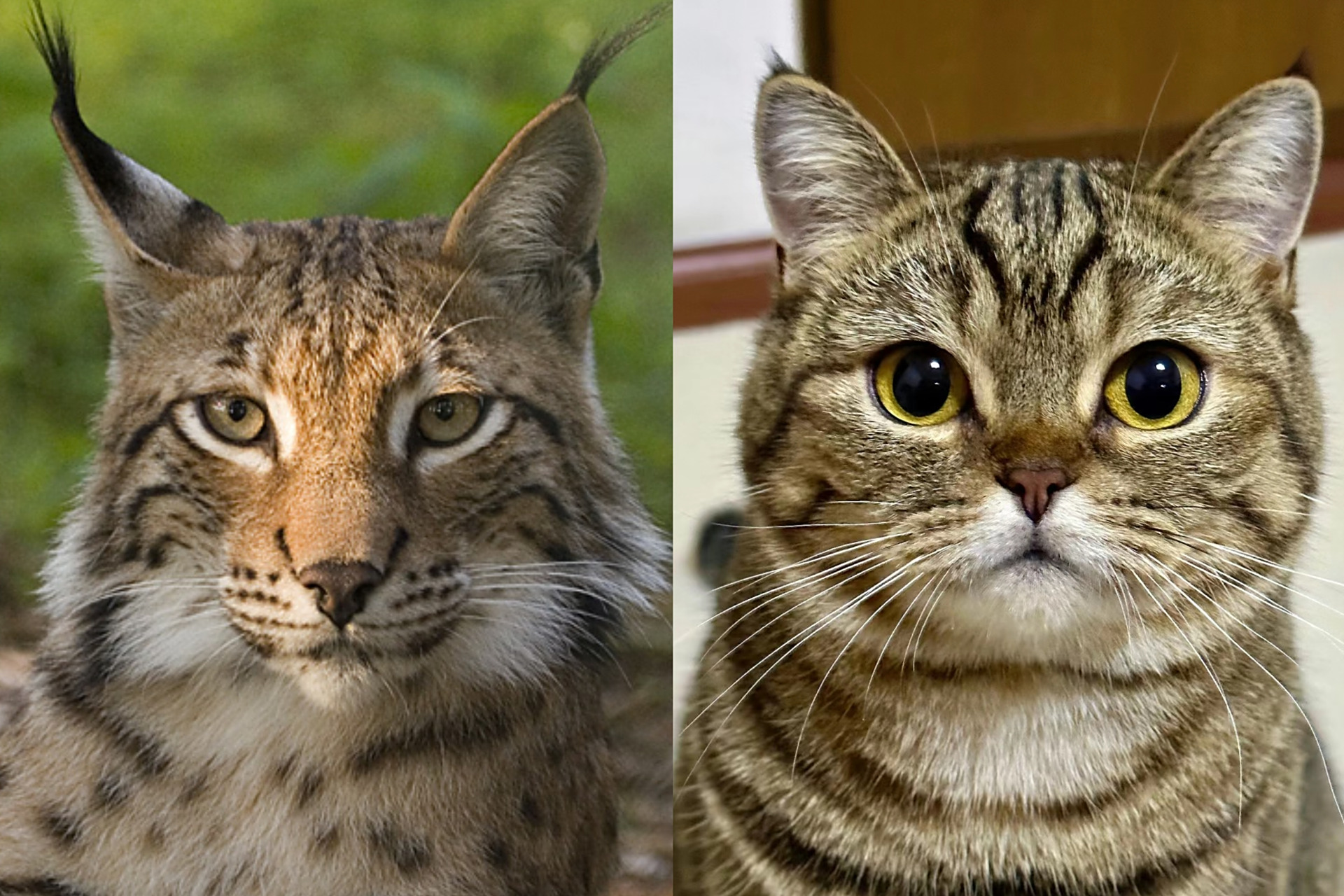 猞猁与猫 自力更生与紧抱大腿  ①三角眼 高山根=目标坚定,精力旺盛