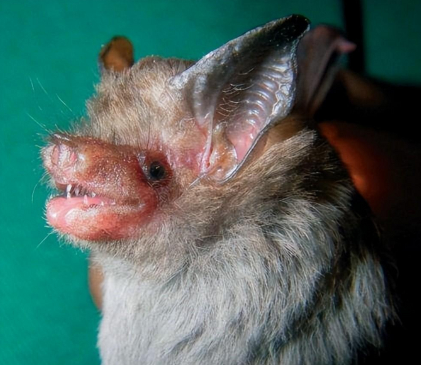 大黄蜂蝙蝠:这种蝙蝠又叫泰国猪鼻蝙蝠.