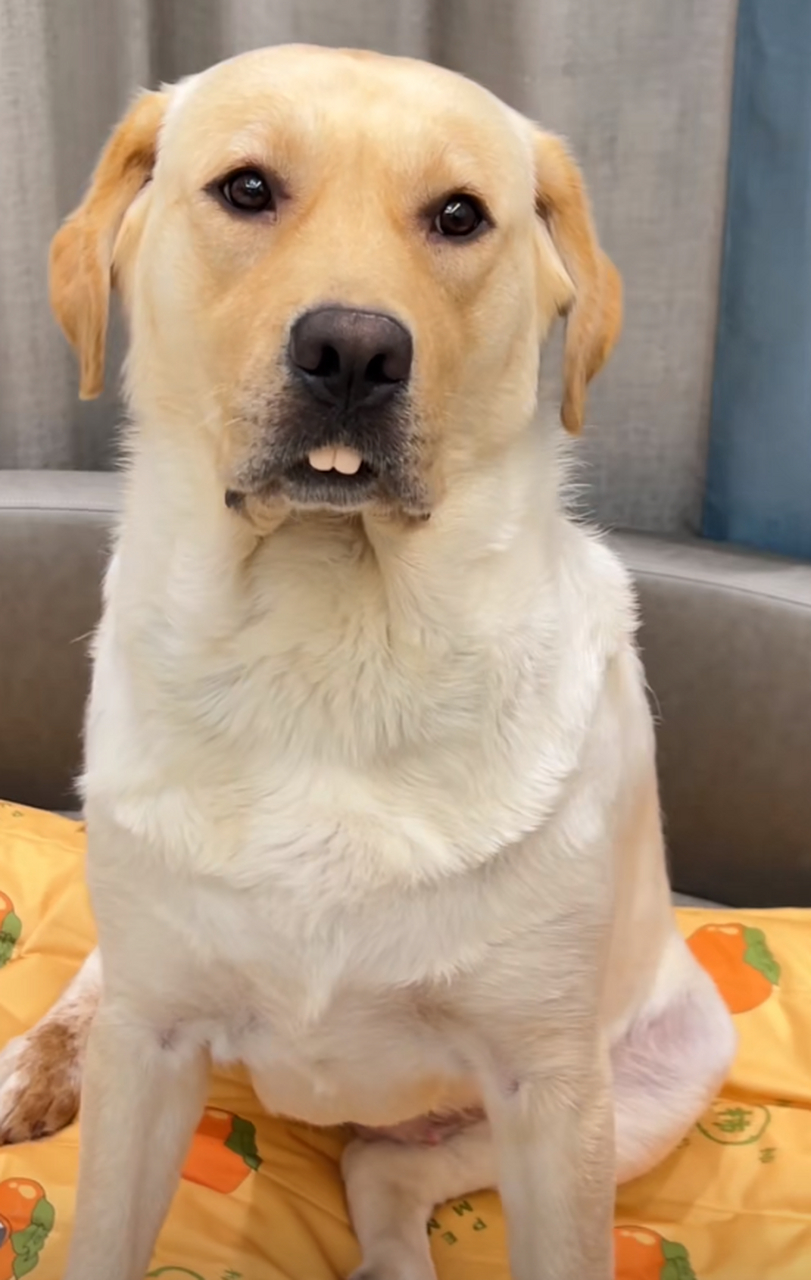 狗狗牙掉了,换上新牙套,整个气质都不一样了