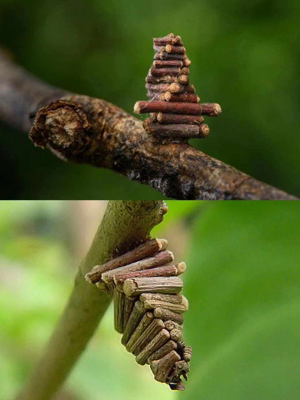 会吐丝的虫子图片