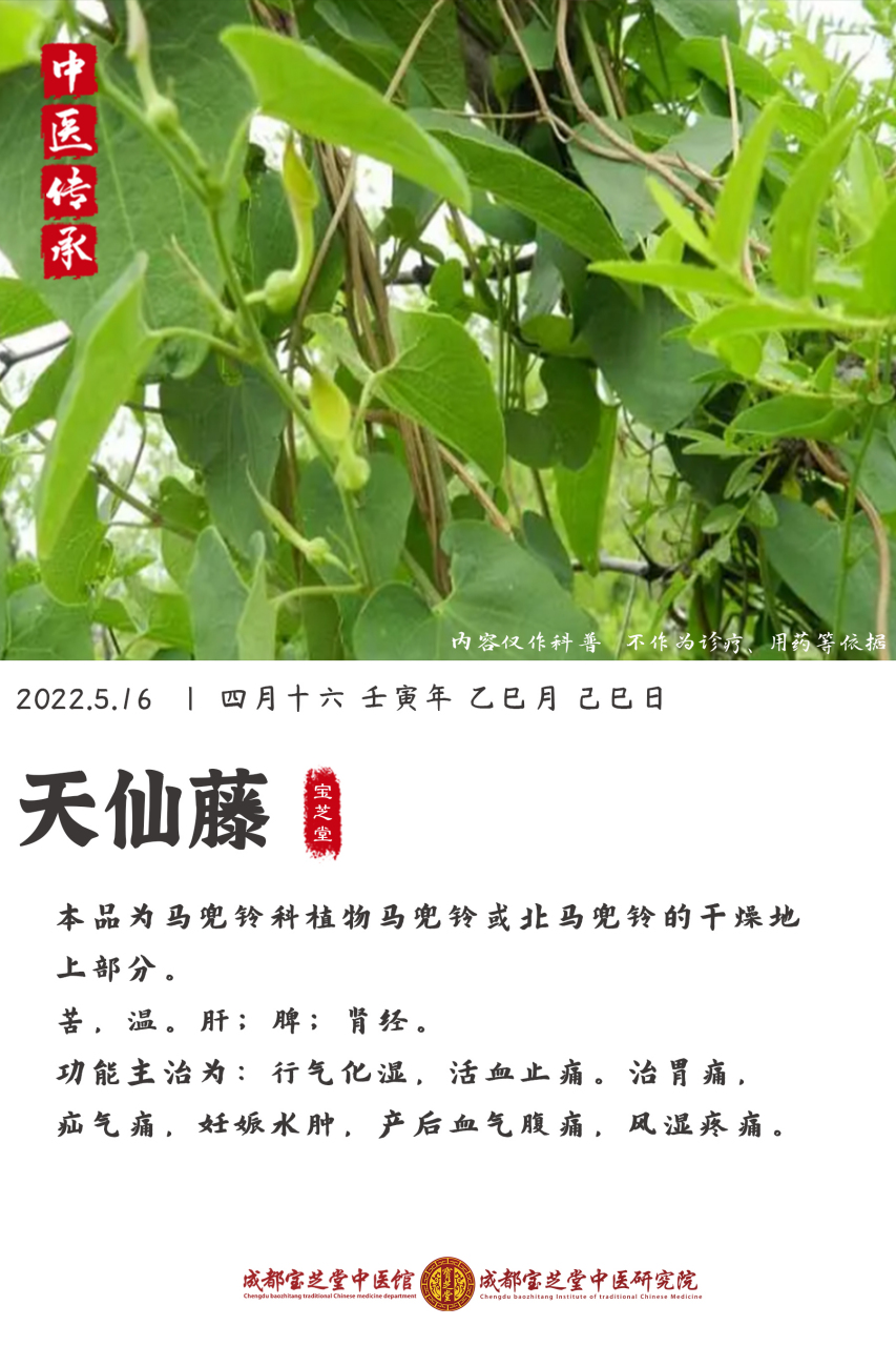 天仙藤,行气化湿,活血止痛