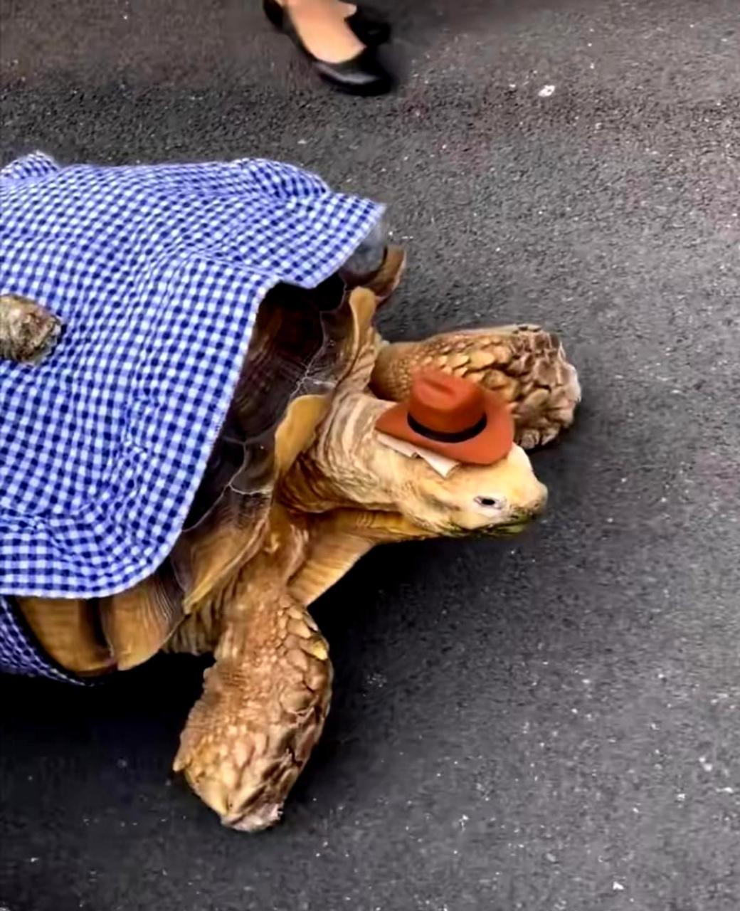 一只日本网红龟陪着老爷子散步,它已经遛了三个老头了!