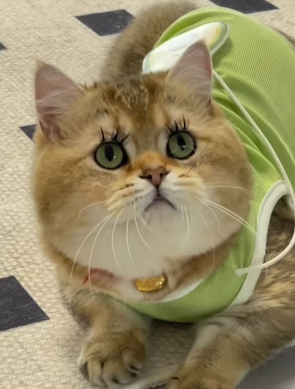 为什么猫戴上假睫毛后会感觉有点恶魔般的感觉?