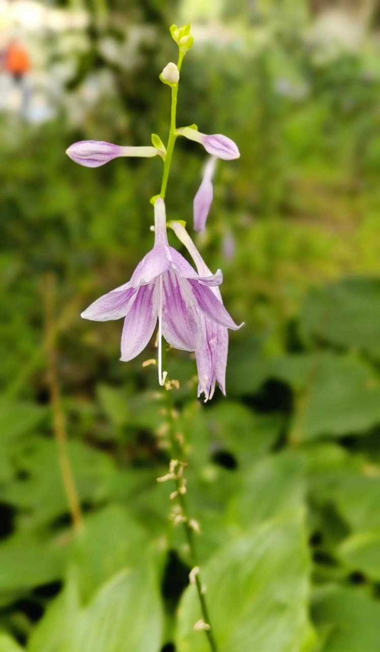 紫玉簪花由于女人的簪子形状而得名,又名紫萼.
