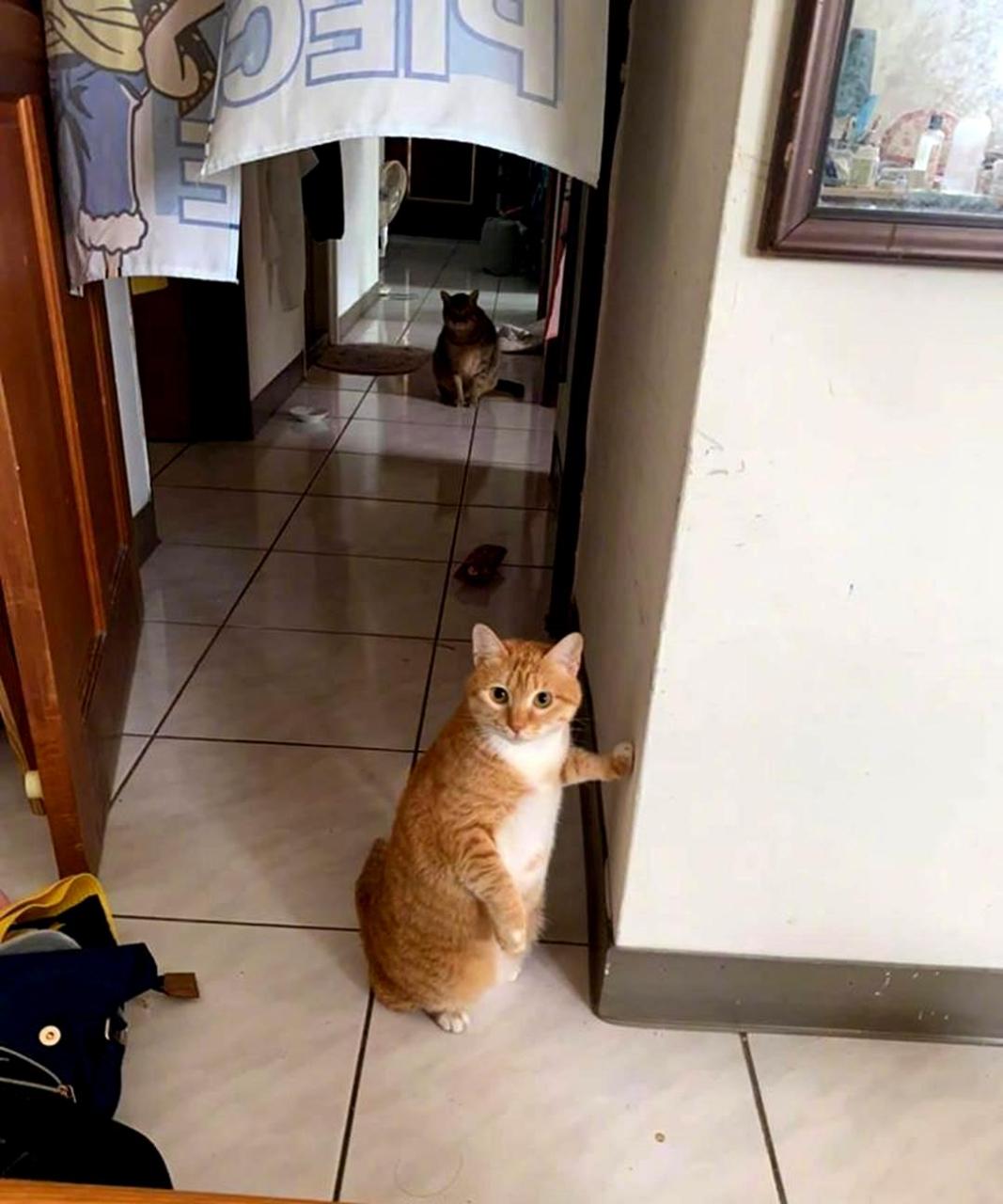 这只猫咪靠着墙壁看着它的主人,非常可爱!