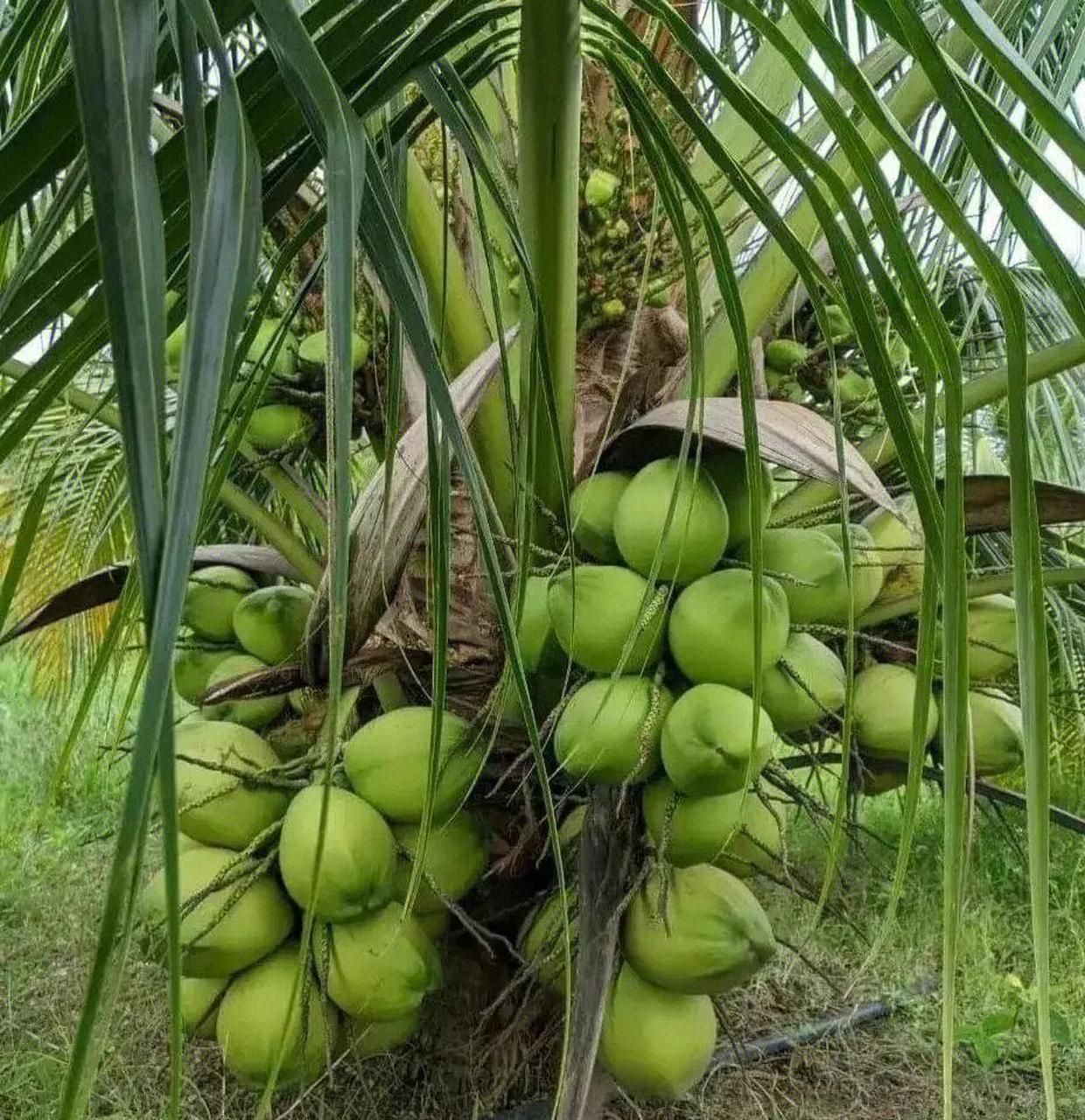 在我们的印象中,椰子树应该是那种高大挺拔的形象, 但是,这么矮的椰子