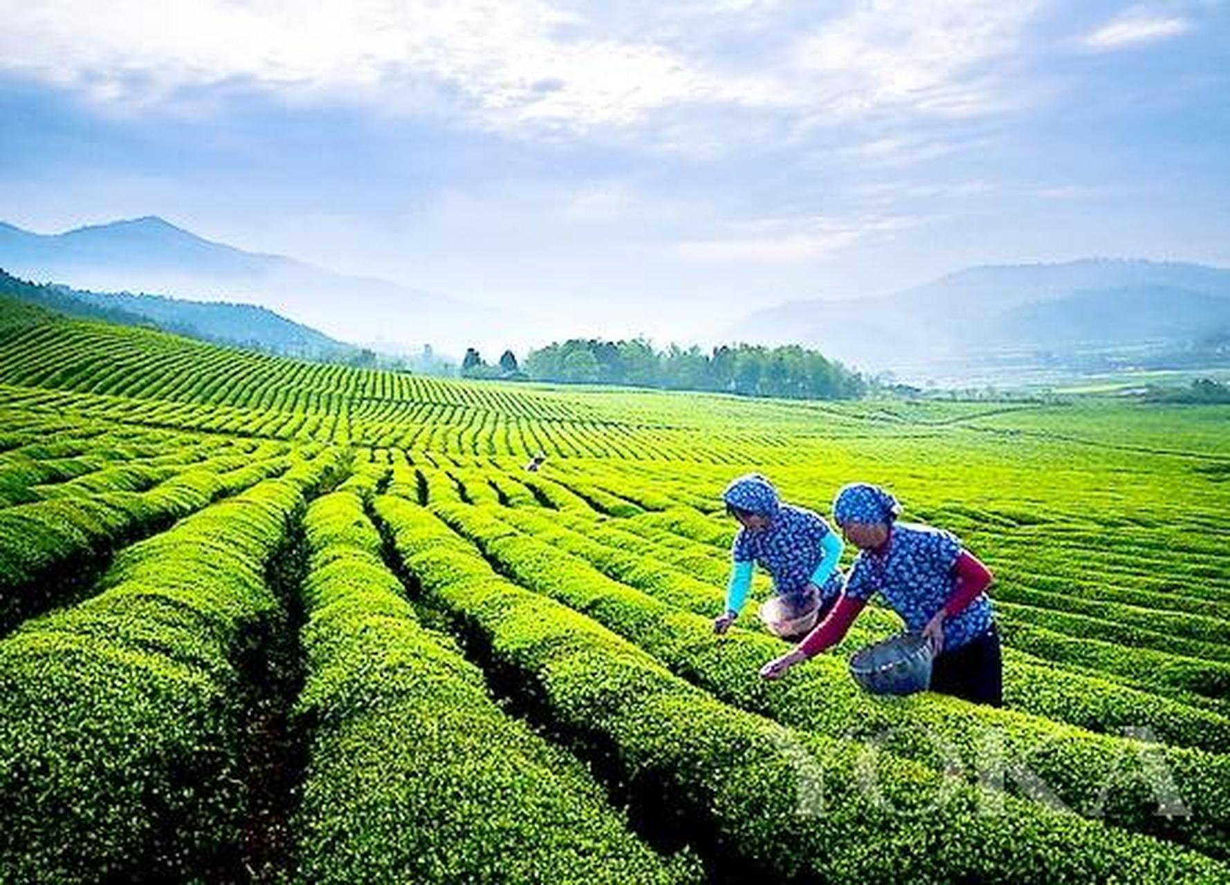 乐昌白毛茶茶时光2021早春茶新茶绿茶红茶茶加工茶知识分享,早春茶第