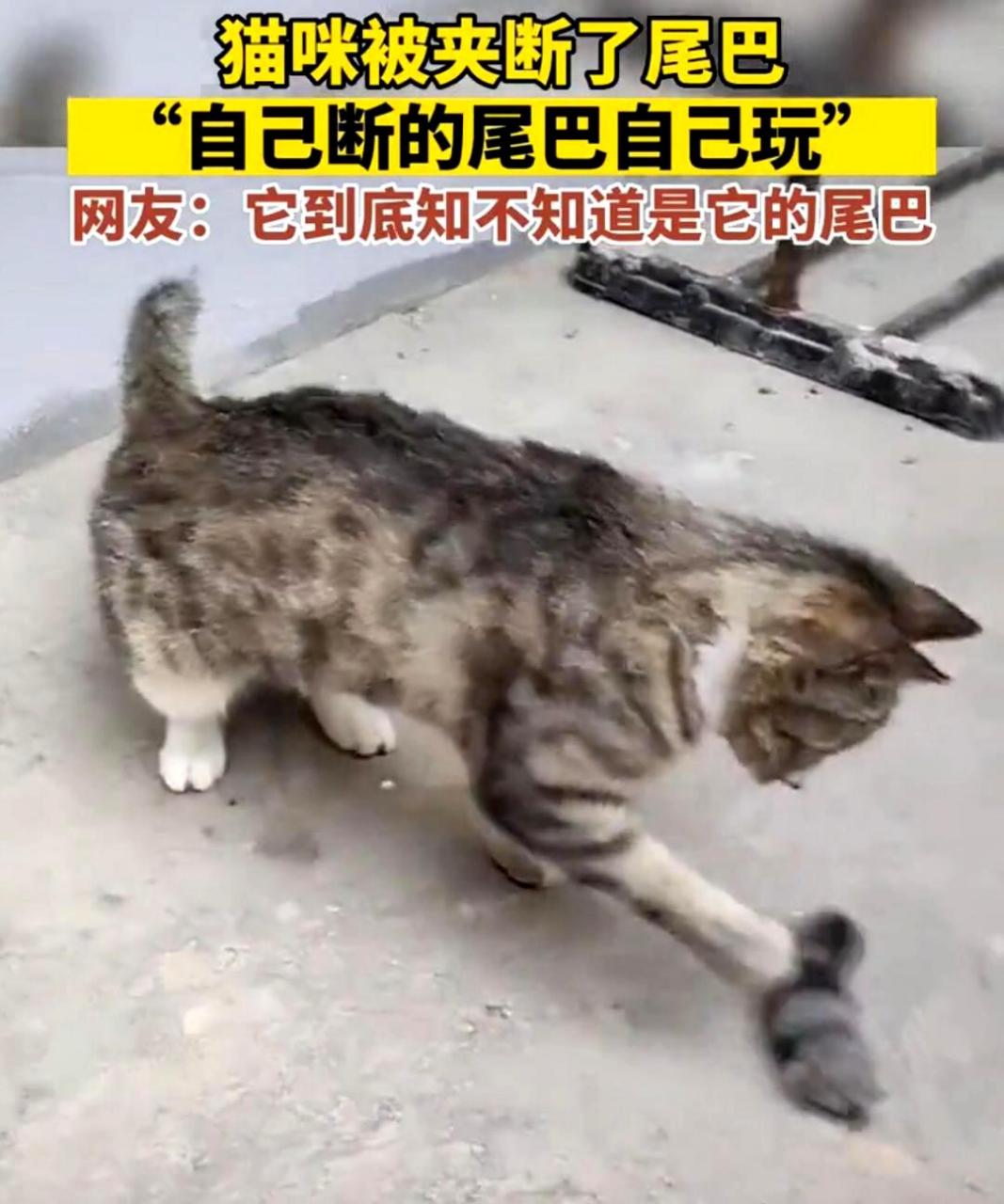 猫咪自己断了尾巴,却还玩着它,让人不禁怀疑它是否认识这是自己的尾巴