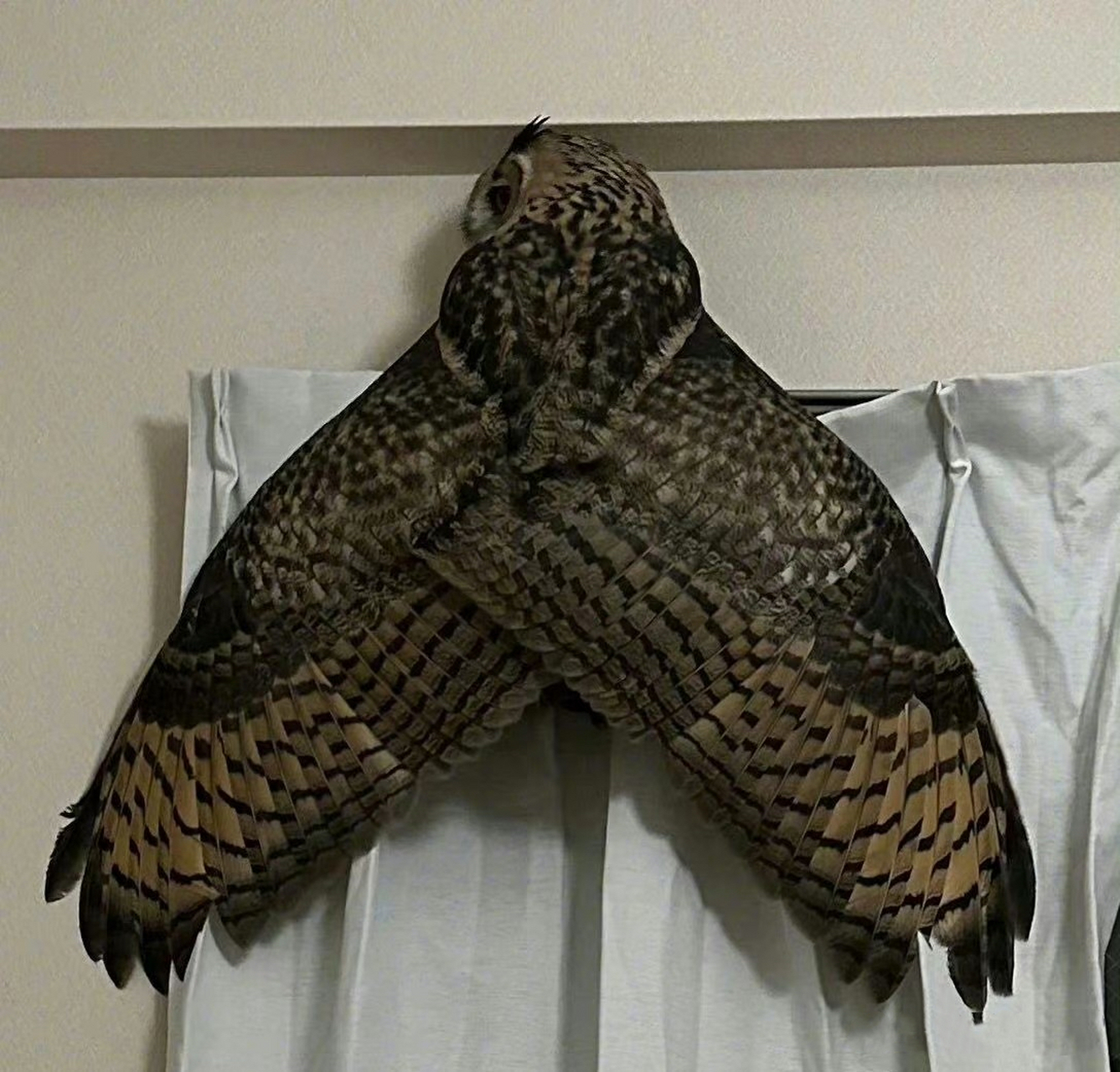 大家不要怕,这只是我们南方普通的飞蛾.