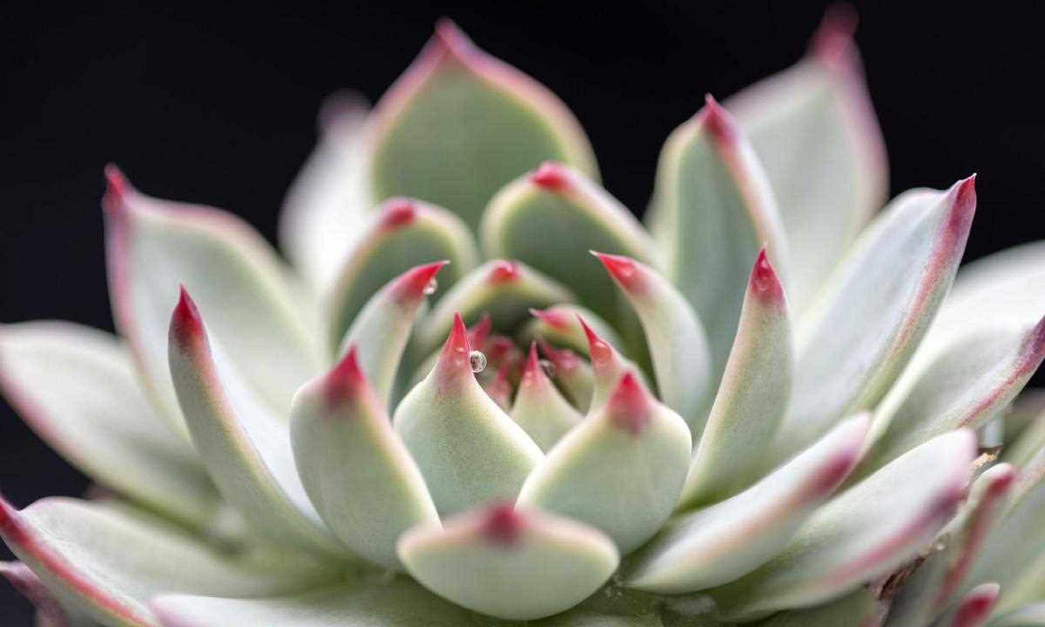 盆栽景天科多肉醉美人,叶片红扑扑似葡萄 醉美人虽然株型小巧玲珑