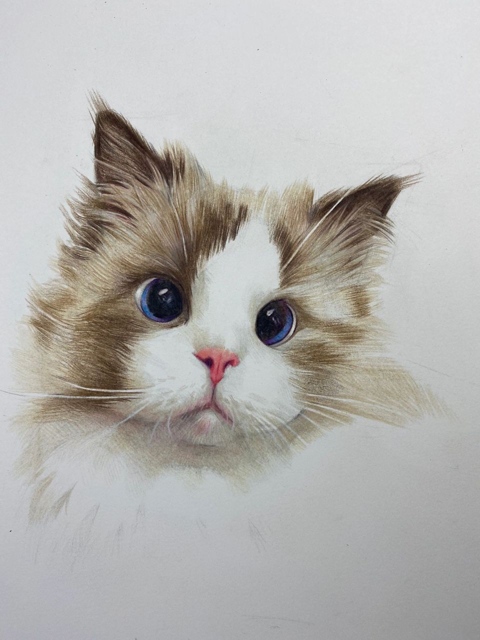 彩铅猫咪(带步骤)  很久没发彩铅画了, 慢慢淡出彩铅圈, 大家且行且