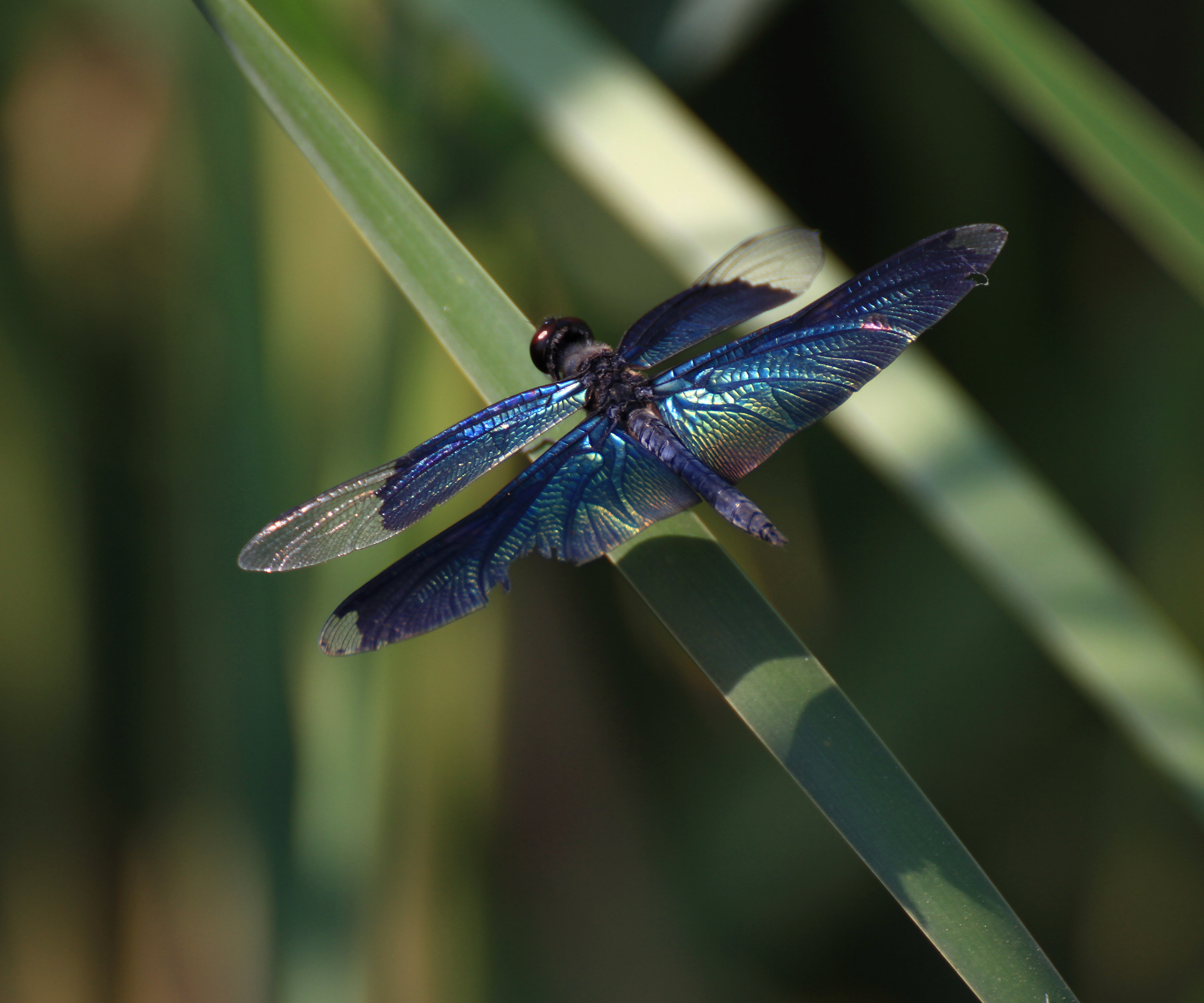 夏日精灵黑丽翅蜻