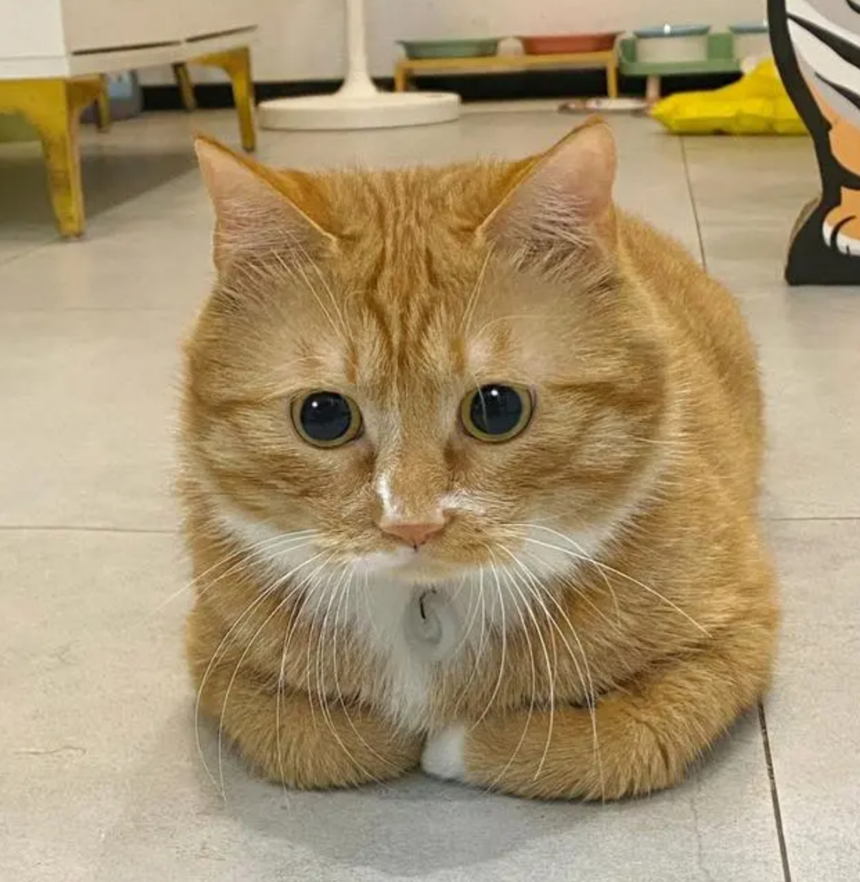 猫咪为什么喜欢揣手手?  1.保暖.