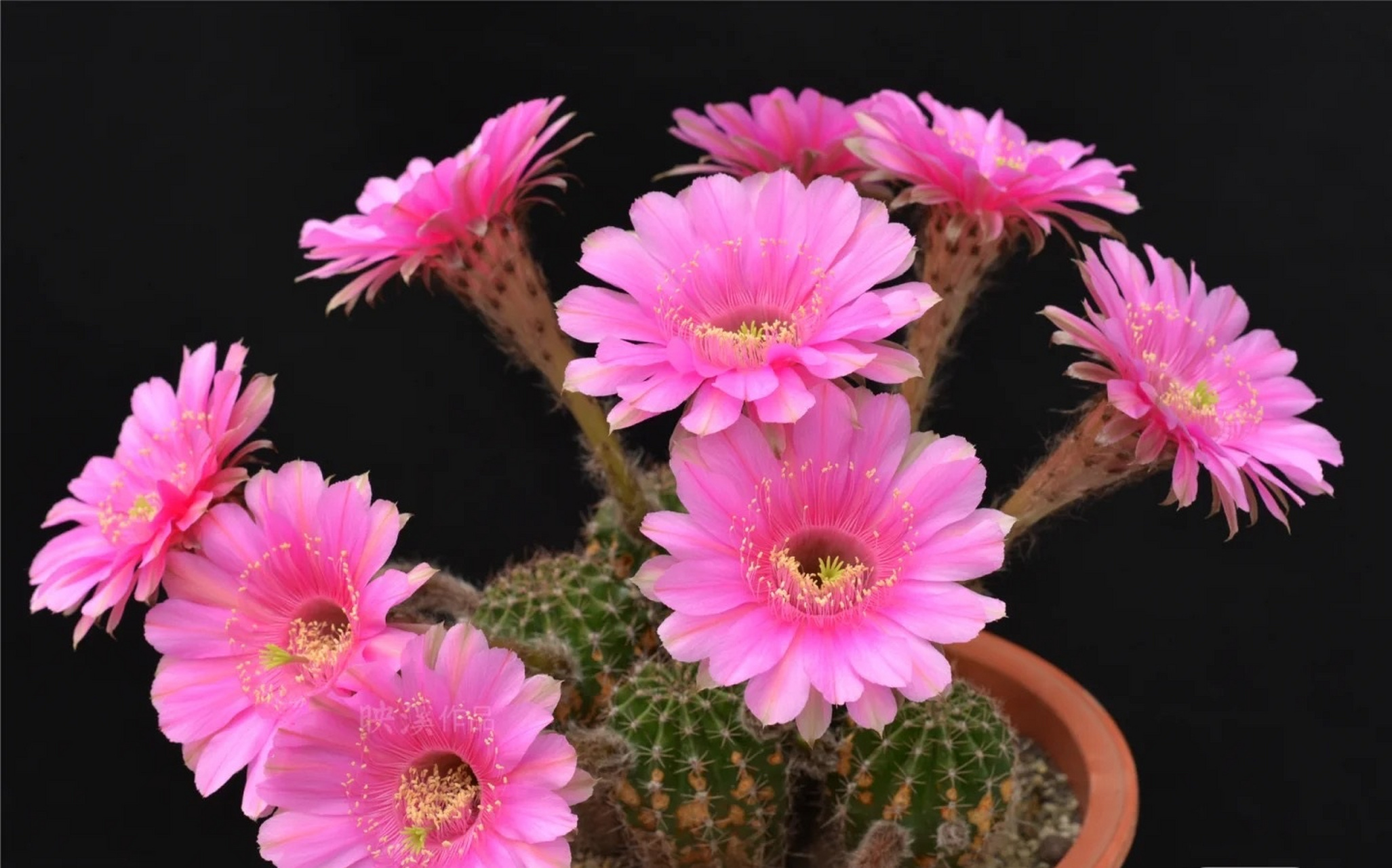 喜欢仙人球的花友,建议你养这个品种——彩草"切分音",著名育种家席克