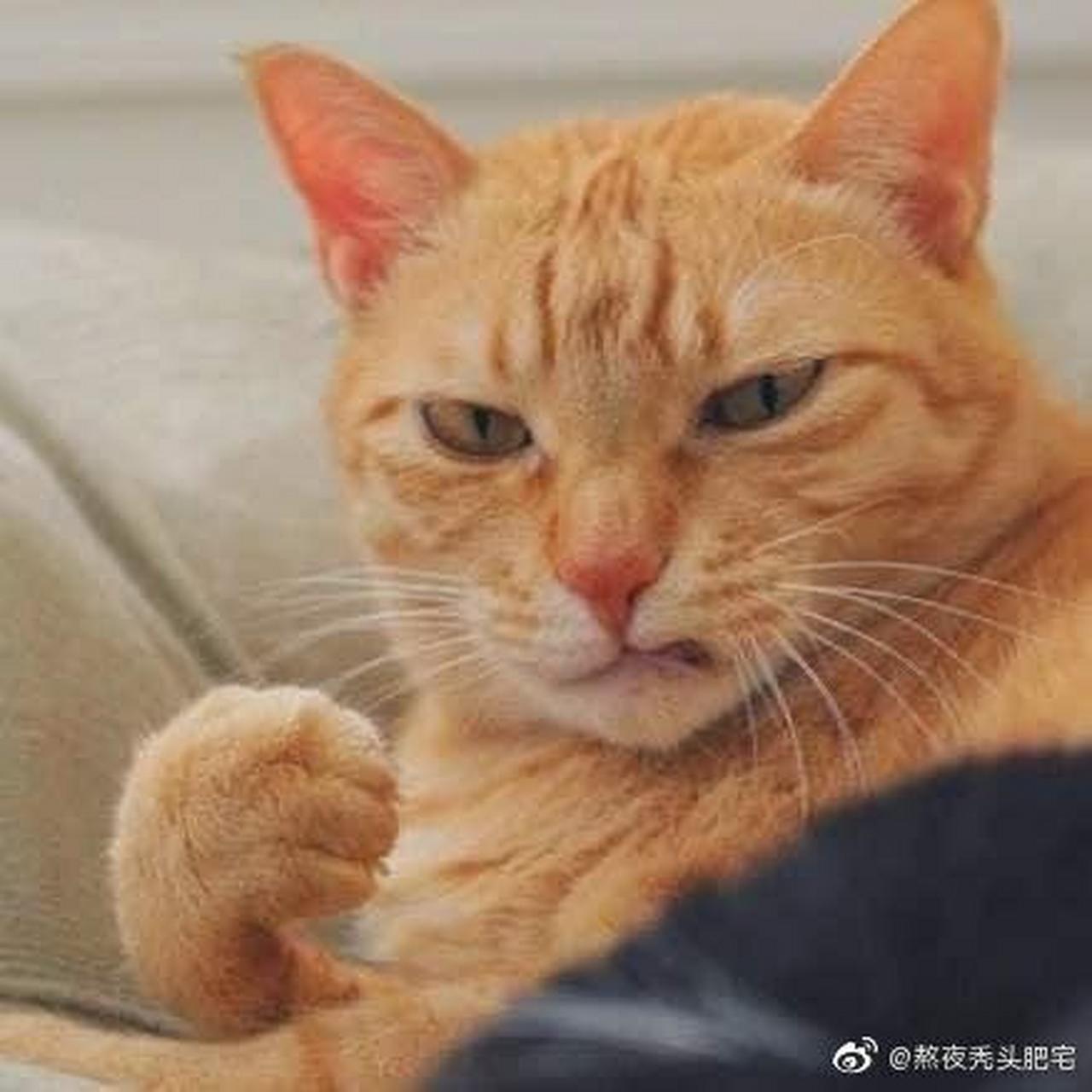 猫猫飞拳头像图片