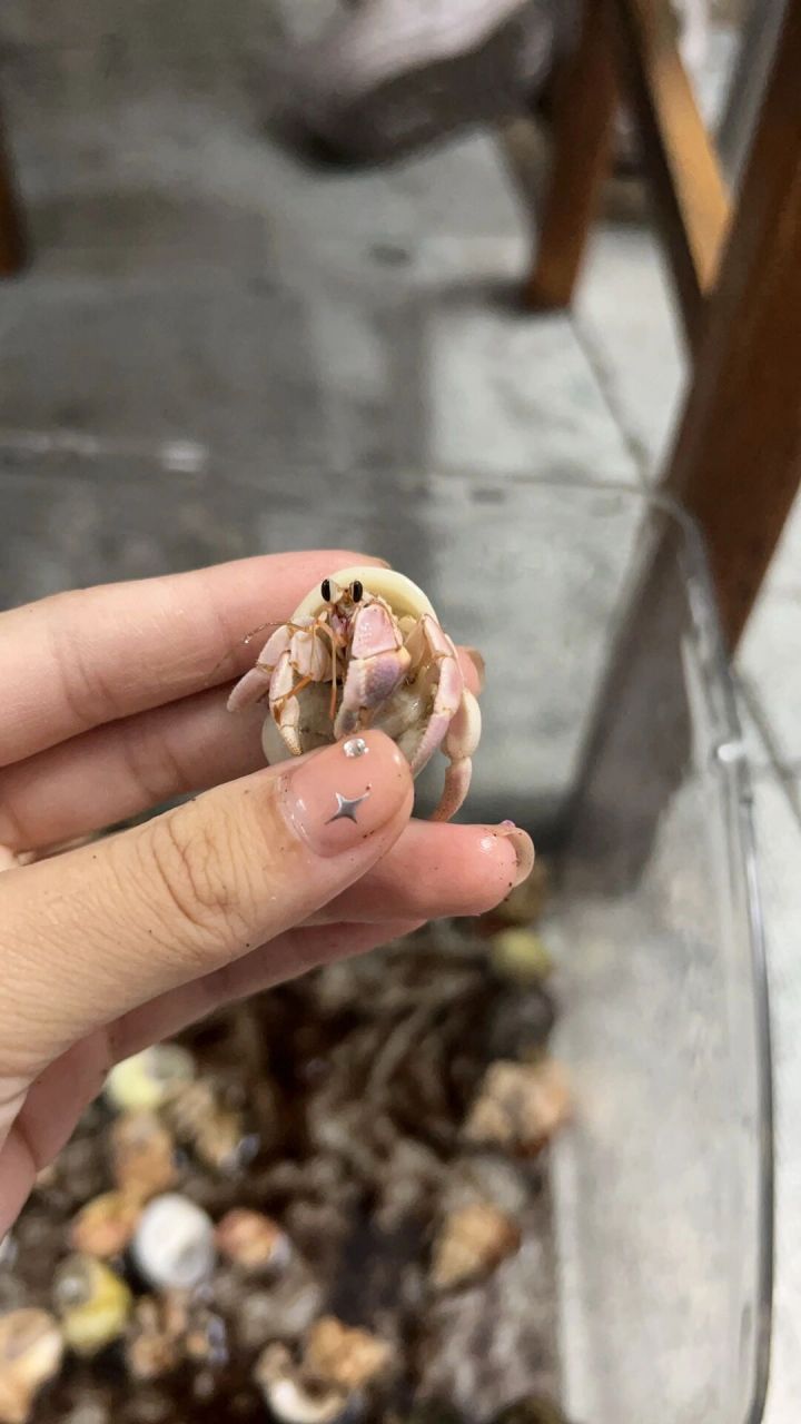 草莓寄居蟹  草莓寄居蟹是一种生活在热带和亚热带海域的节肢动物