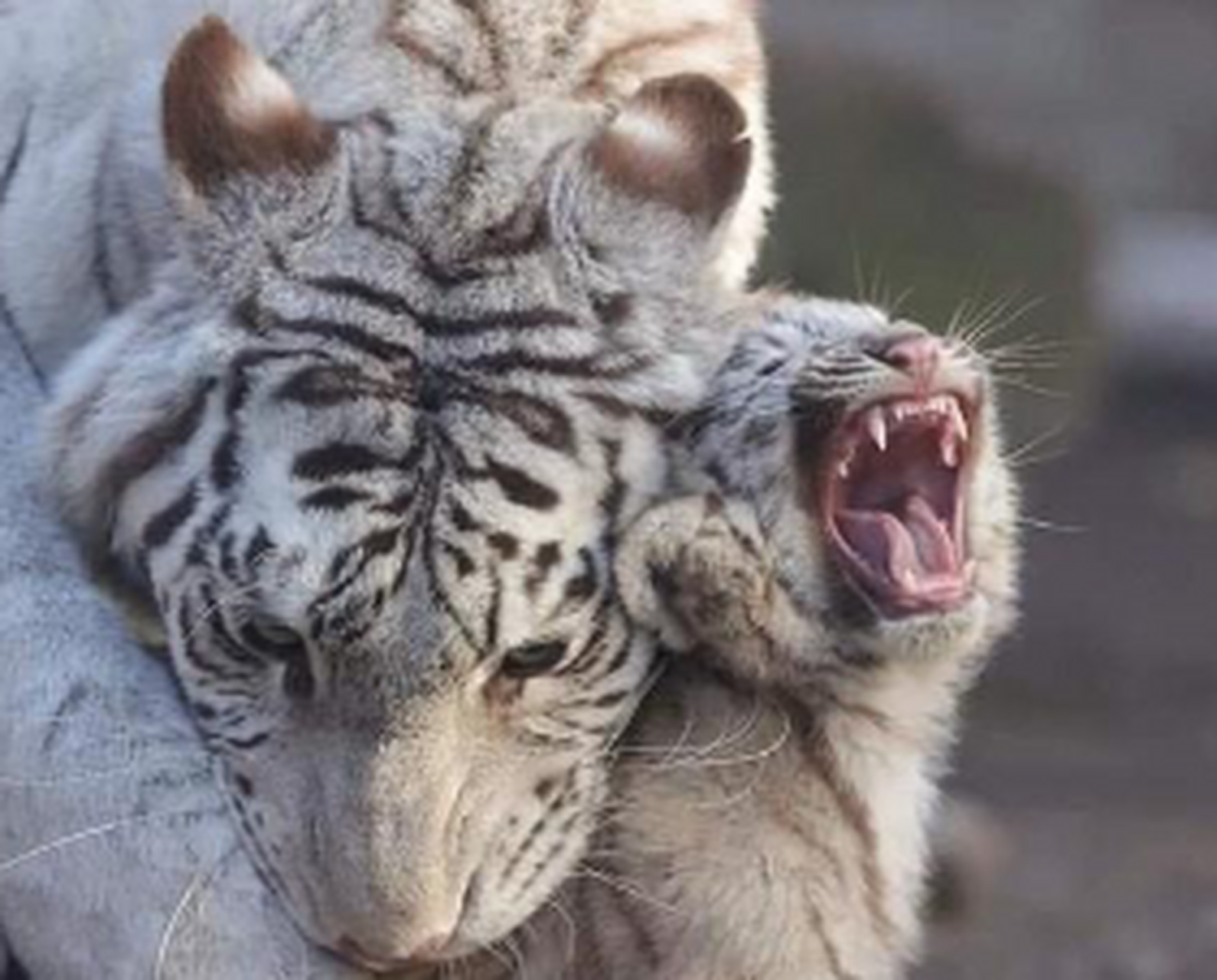 咬妈妈尾巴的小老虎,被妈妈教训了.