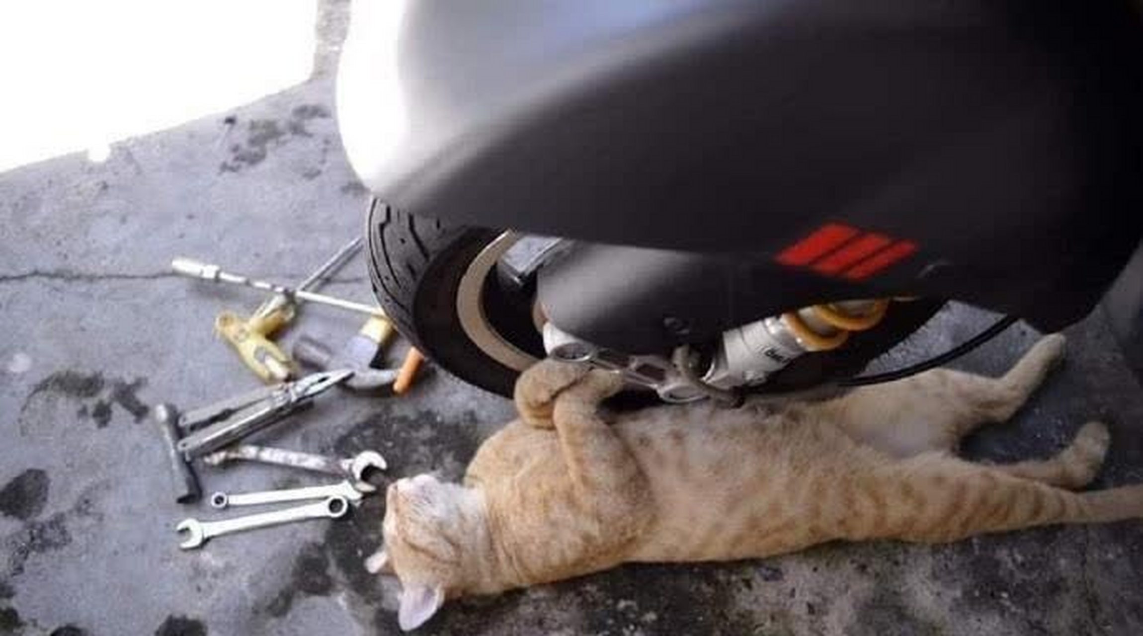 这猫师傅修车太不专业了,修到一半就睡着了,怎么叫醒他?