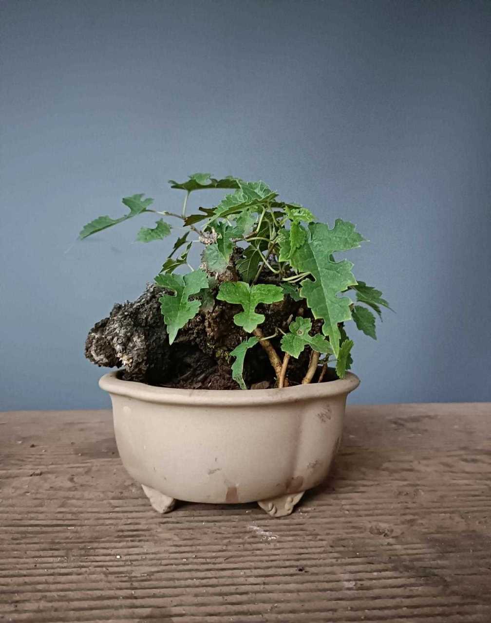 矮霸构树 带盆160