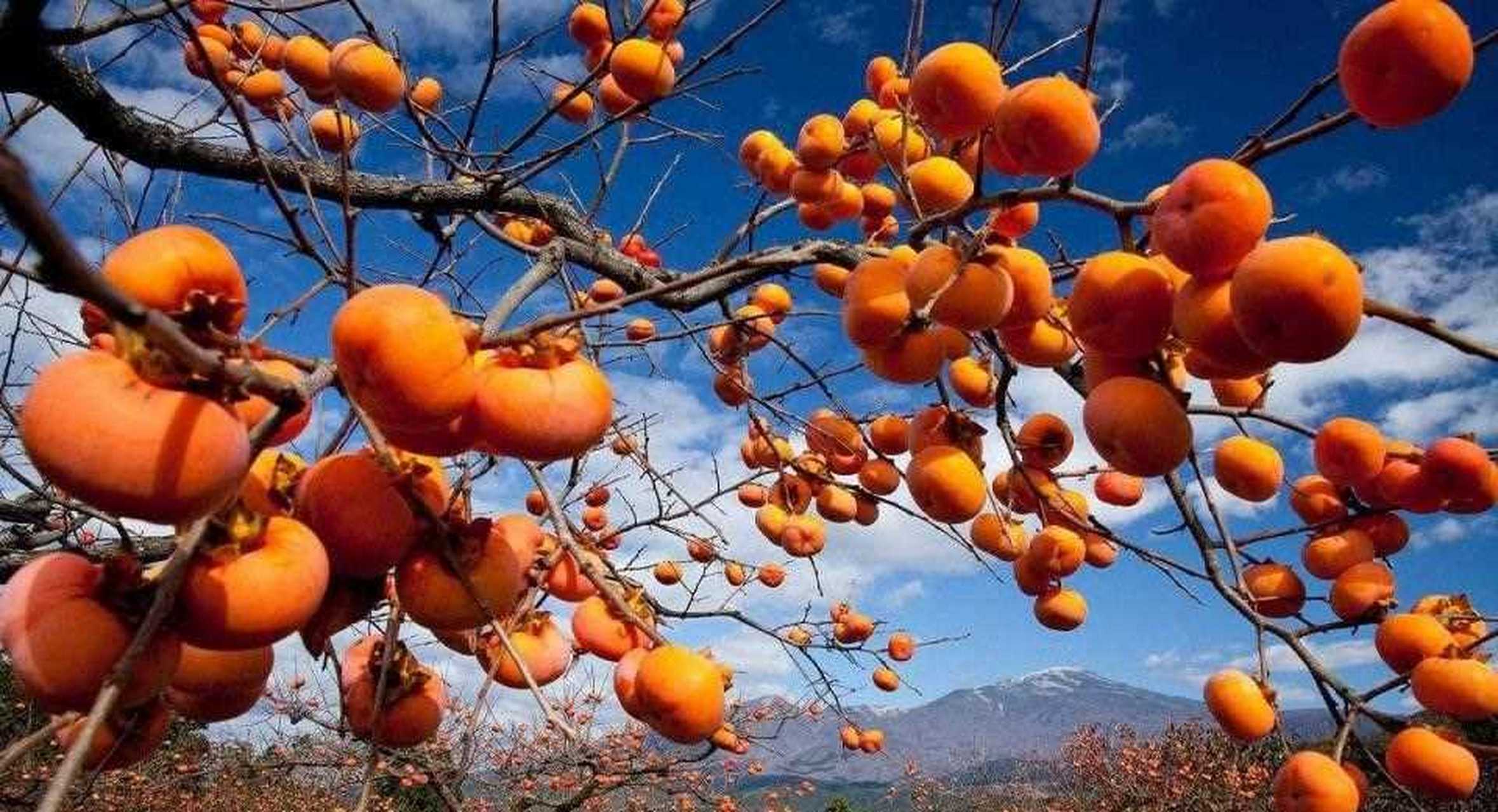 一辈子都吃不腻的富平柿饼~[得意]  从霜降开始,我就一直在等待了