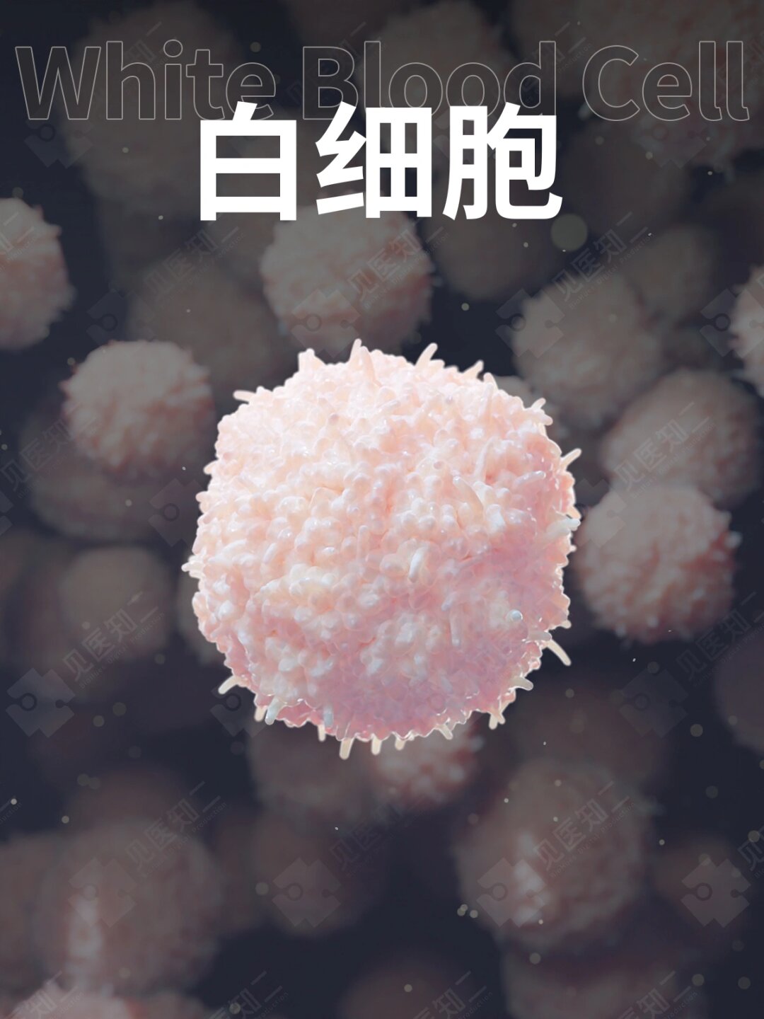 你身体里的免疫卫士