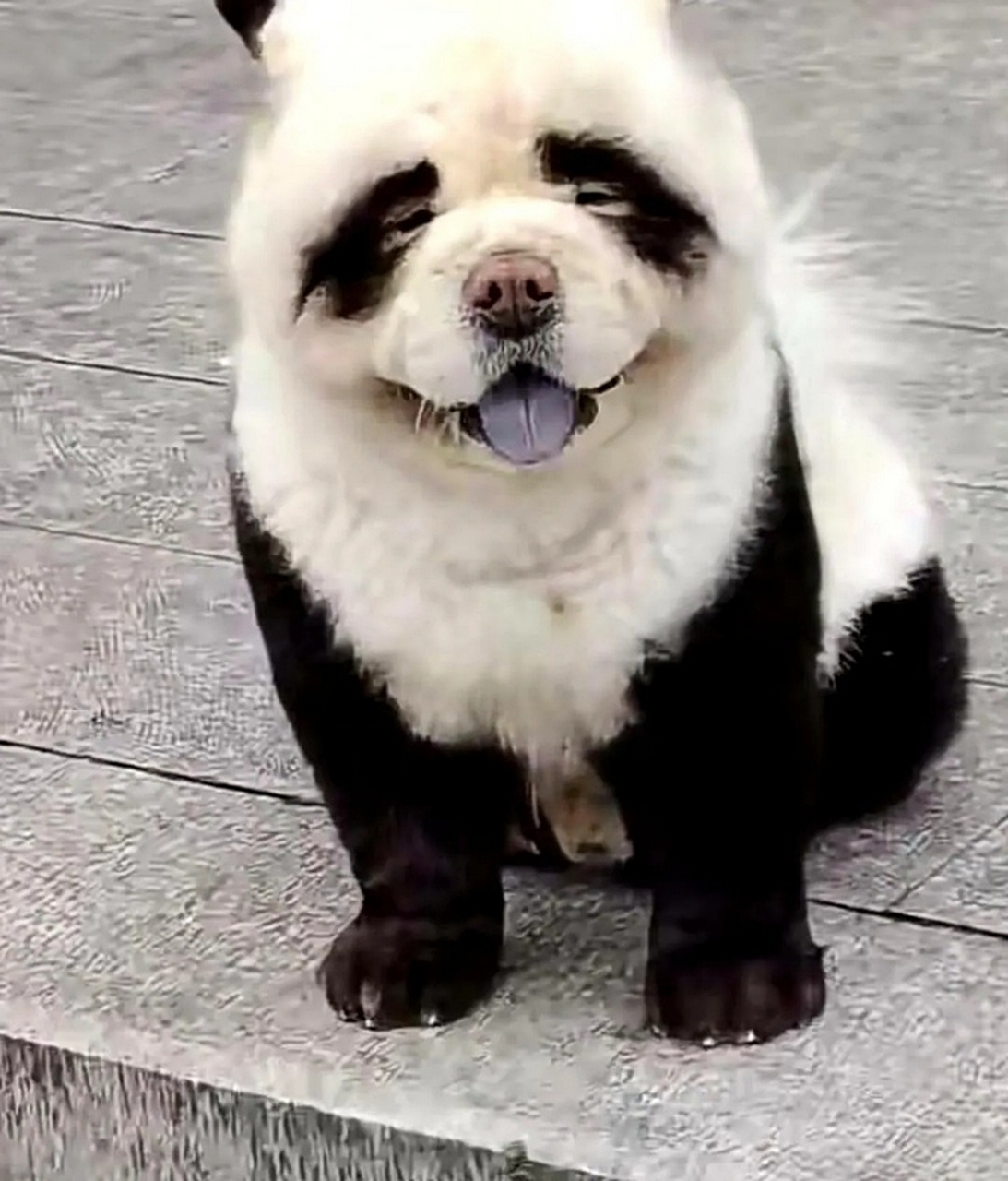 养了一只熊猫,我要注意什么吗?