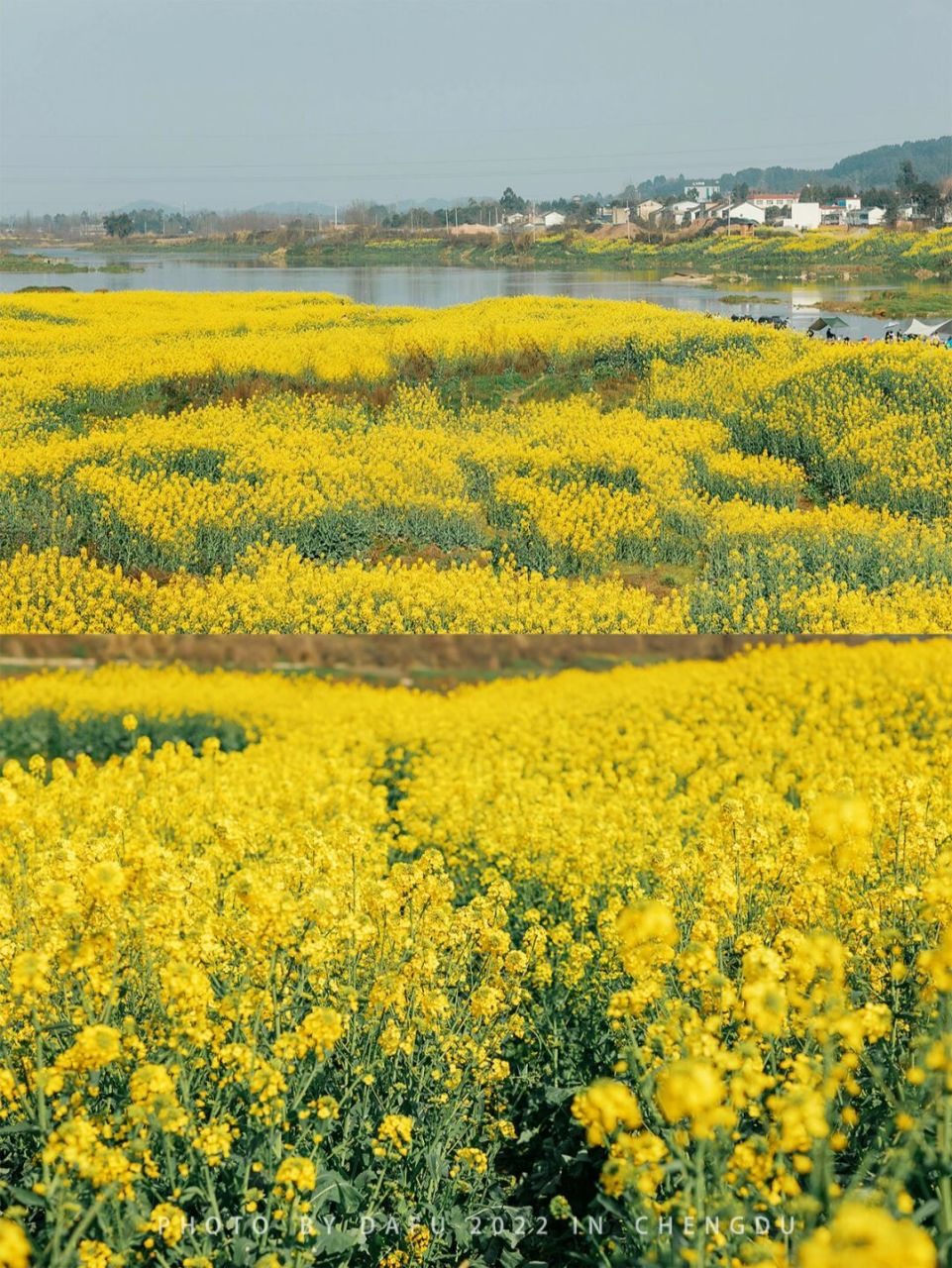 两河村油菜花图片