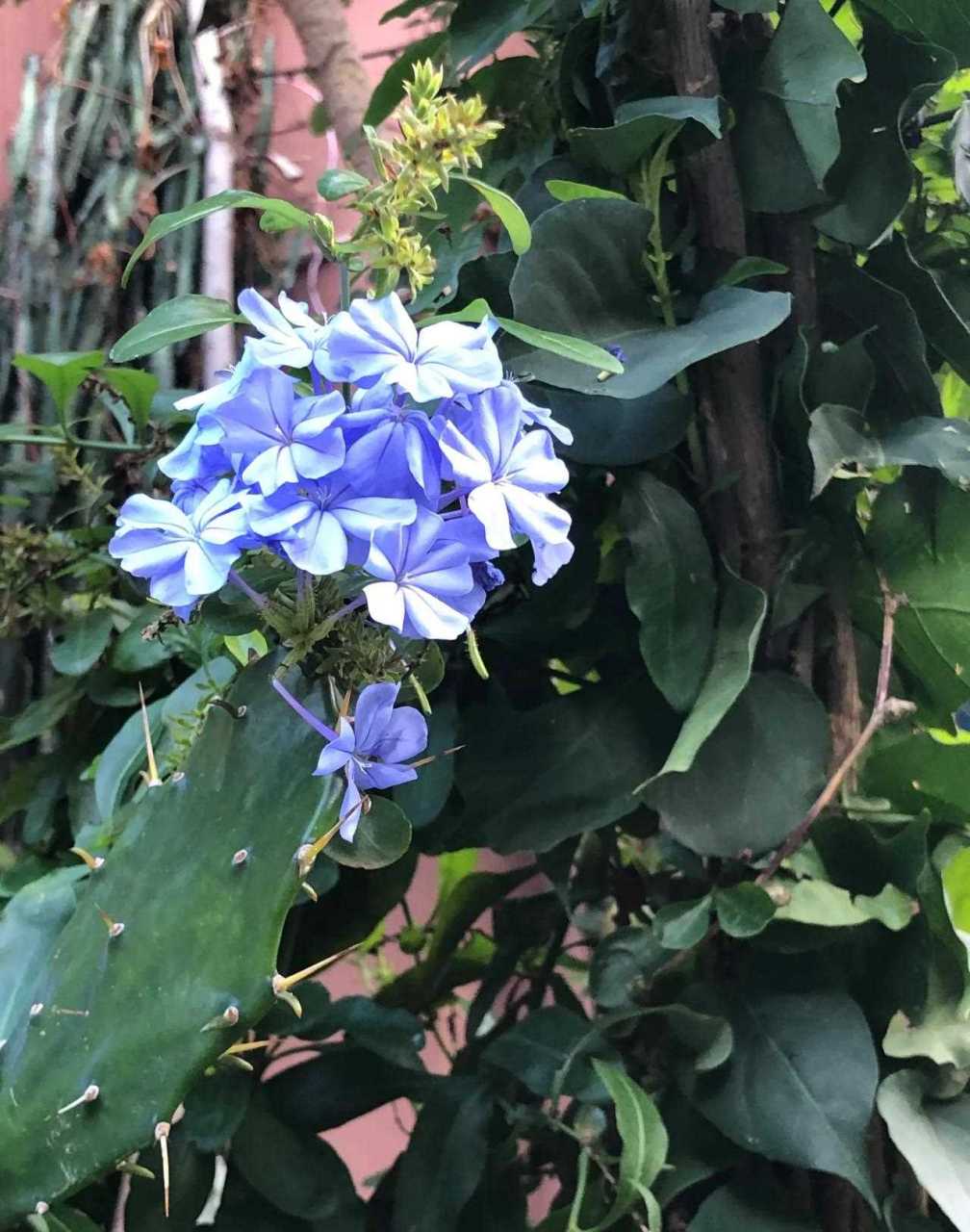 别名蓝雪花,蓝花矶松,蓝茉莉.