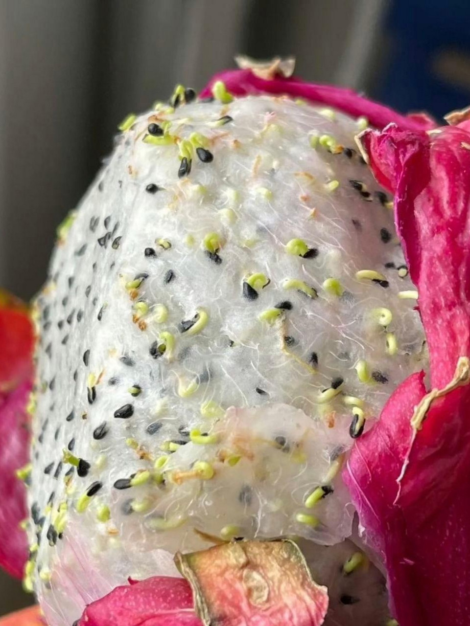 这个火龙果,是不是来报恩的,切开里面,全是发芽的小苗!