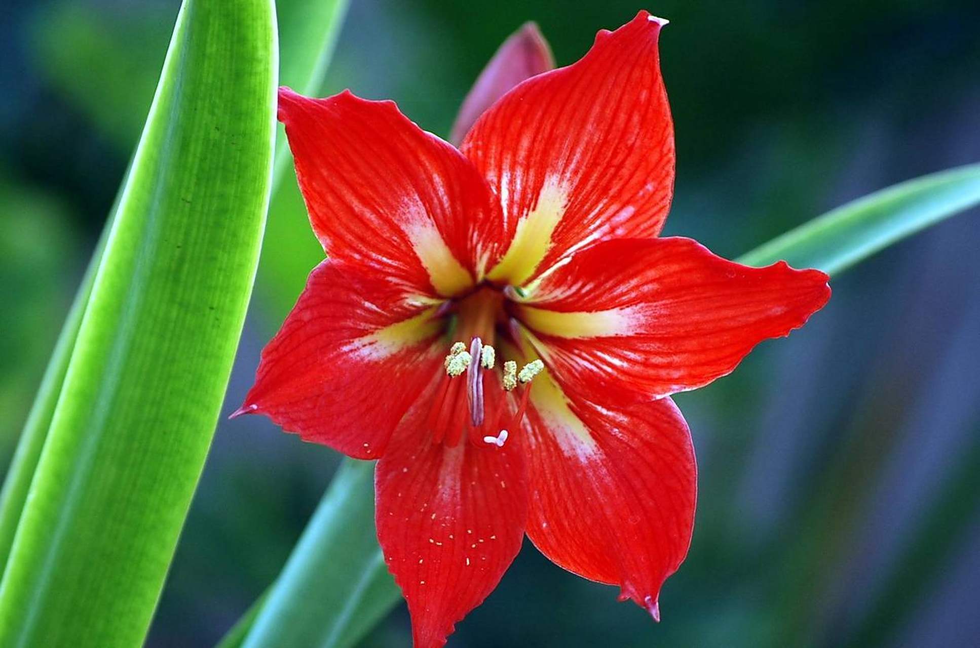 我个人特别喜欢朱顶红,它开出的花朵又大又鲜艳,色