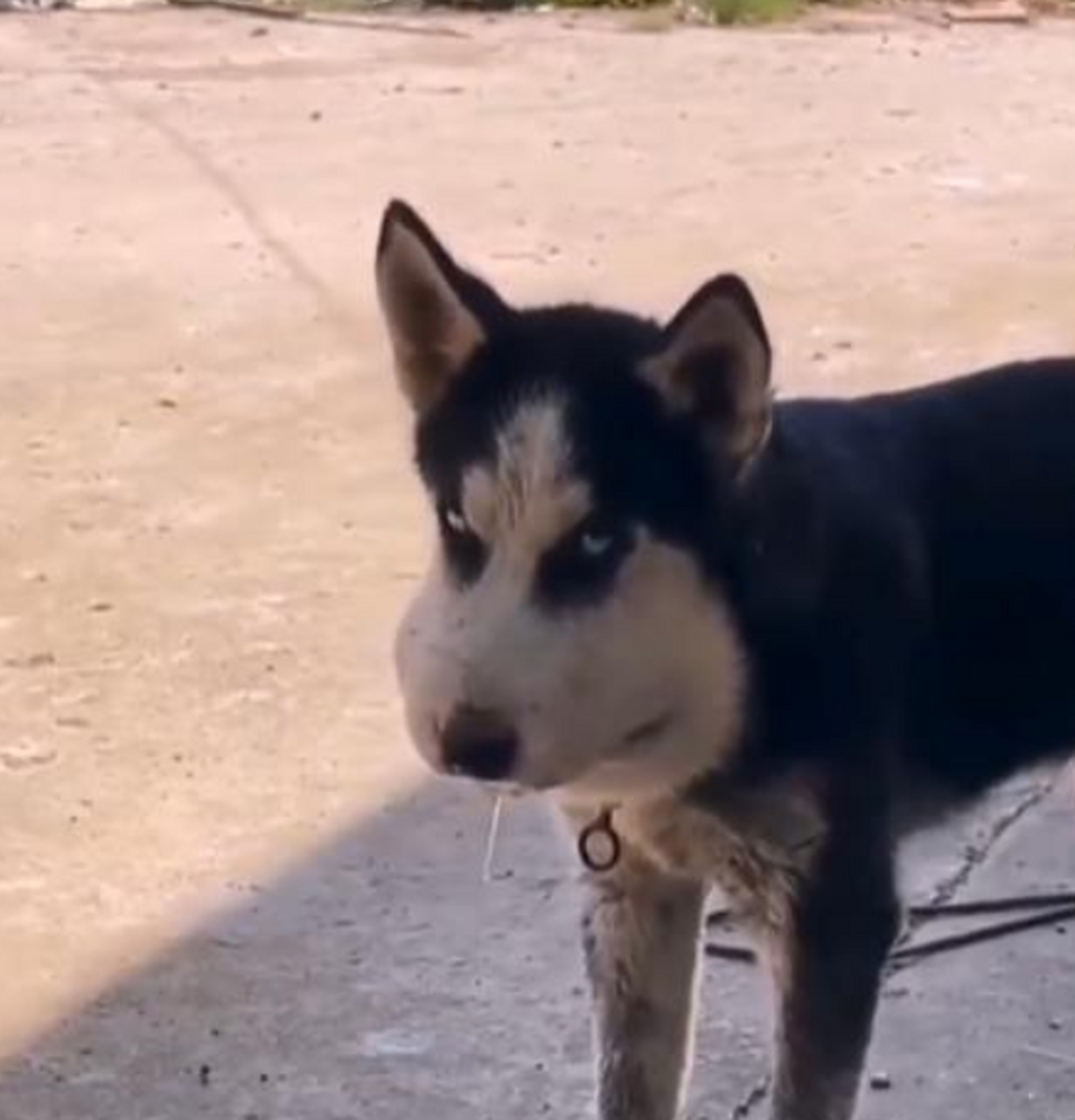 这是被打肿脸的二哈吗?