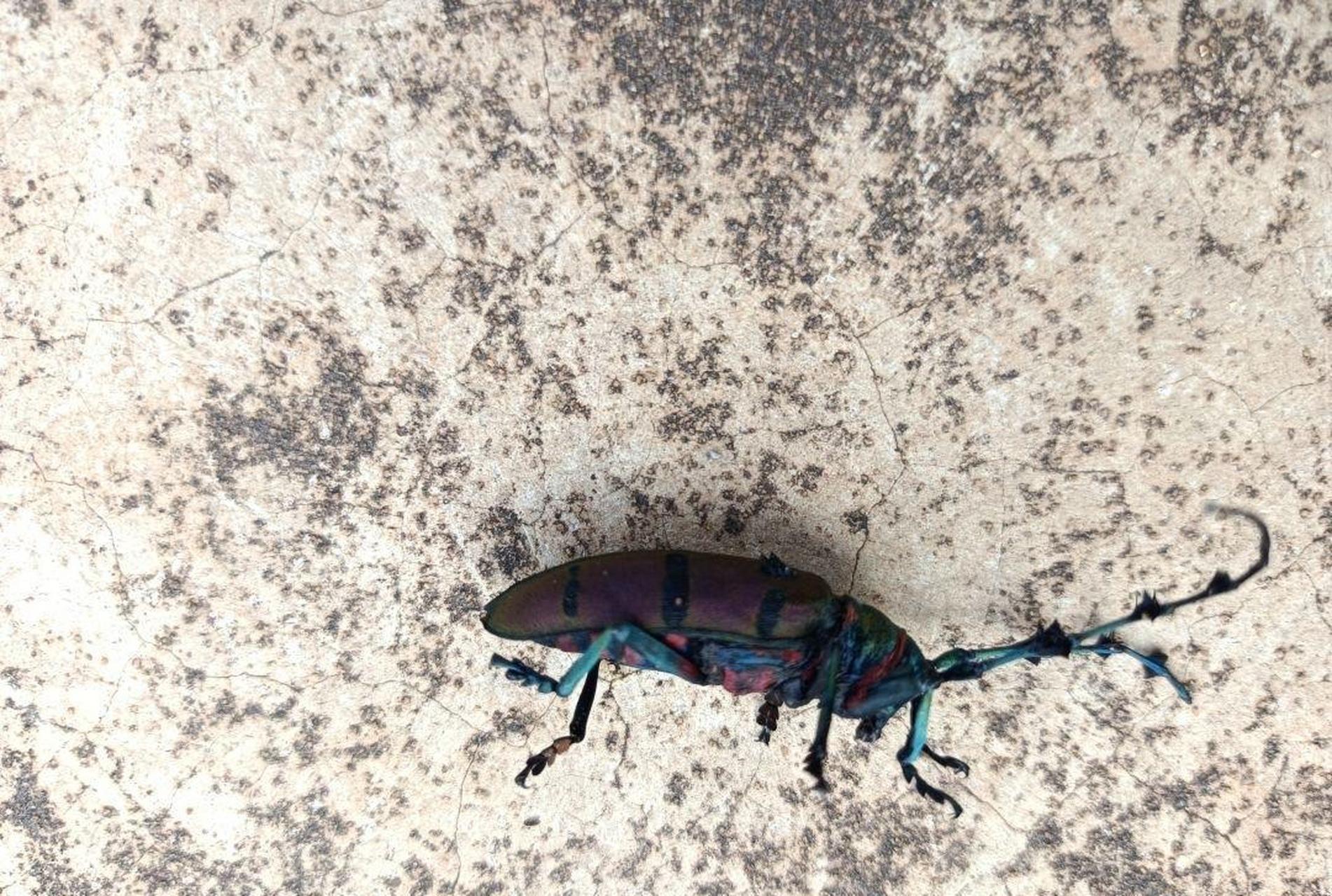 这天牛是什么品种,刚刚被咬了一口,会不会躺板板,有知道的吗?