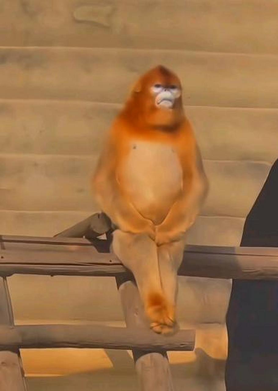 金丝猴真的好优雅,比峨眉山那群泼猴好多了[笑哭][捂脸][馋嘴]任重而