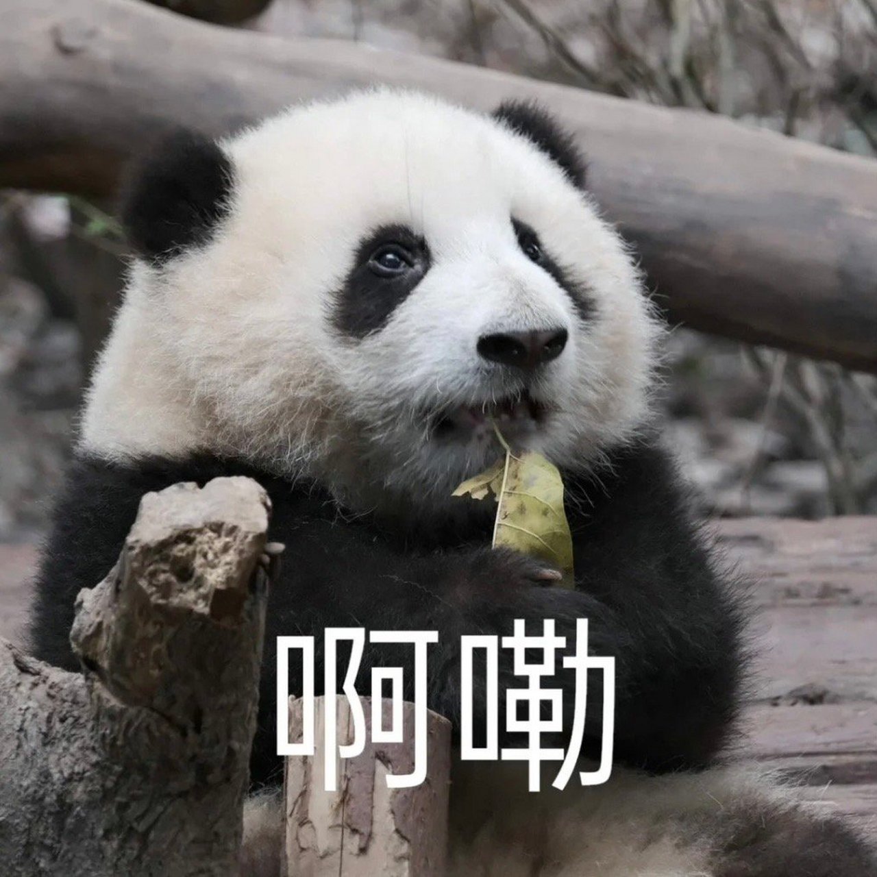 被夺笋的花花,花花:别抢我的,你自己有,谢谢!