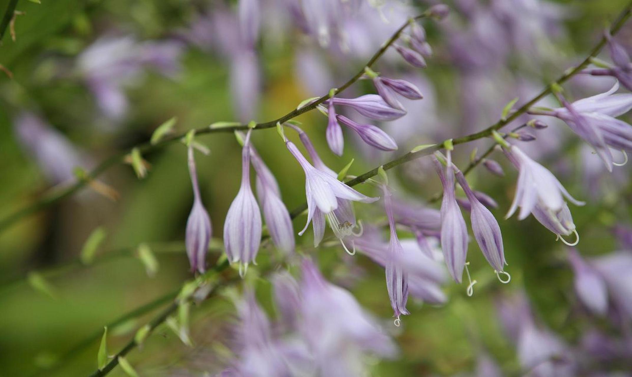 玉簪是百合科玉簪属多年生宿根草本植物[星星]因为开花神似古代的簪花