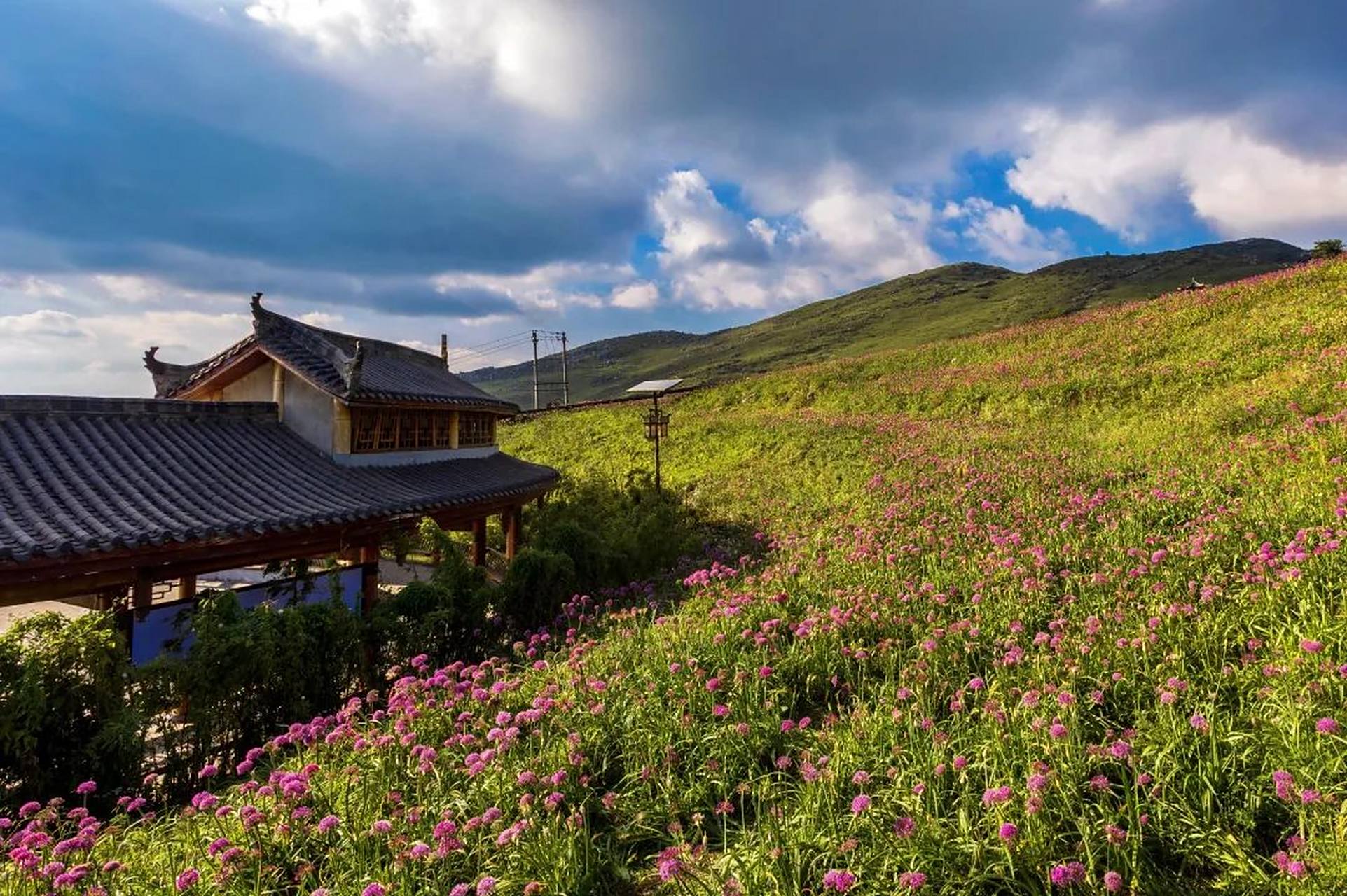 贵州屋脊的花海世界】每年九月,贵州省毕节市赫章县韭菜坪景区正值