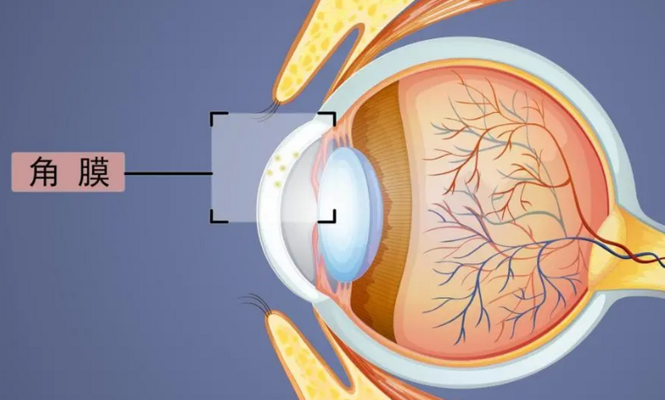 结膜炎跟角膜炎有什么不同?首先结膜炎它的表现主要是眼睛出血.