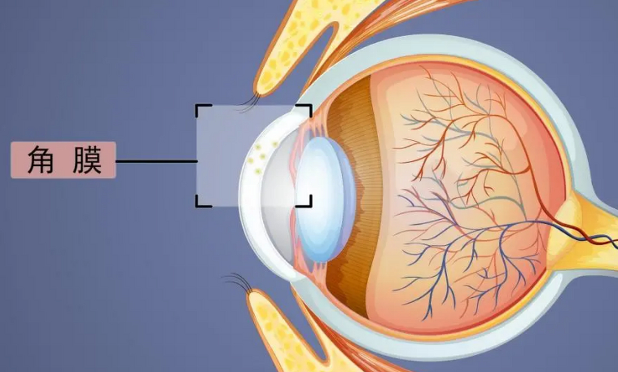 角膜和结膜位置图片图片
