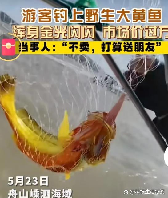 游客钓上野生大黄鱼 市场价过万
