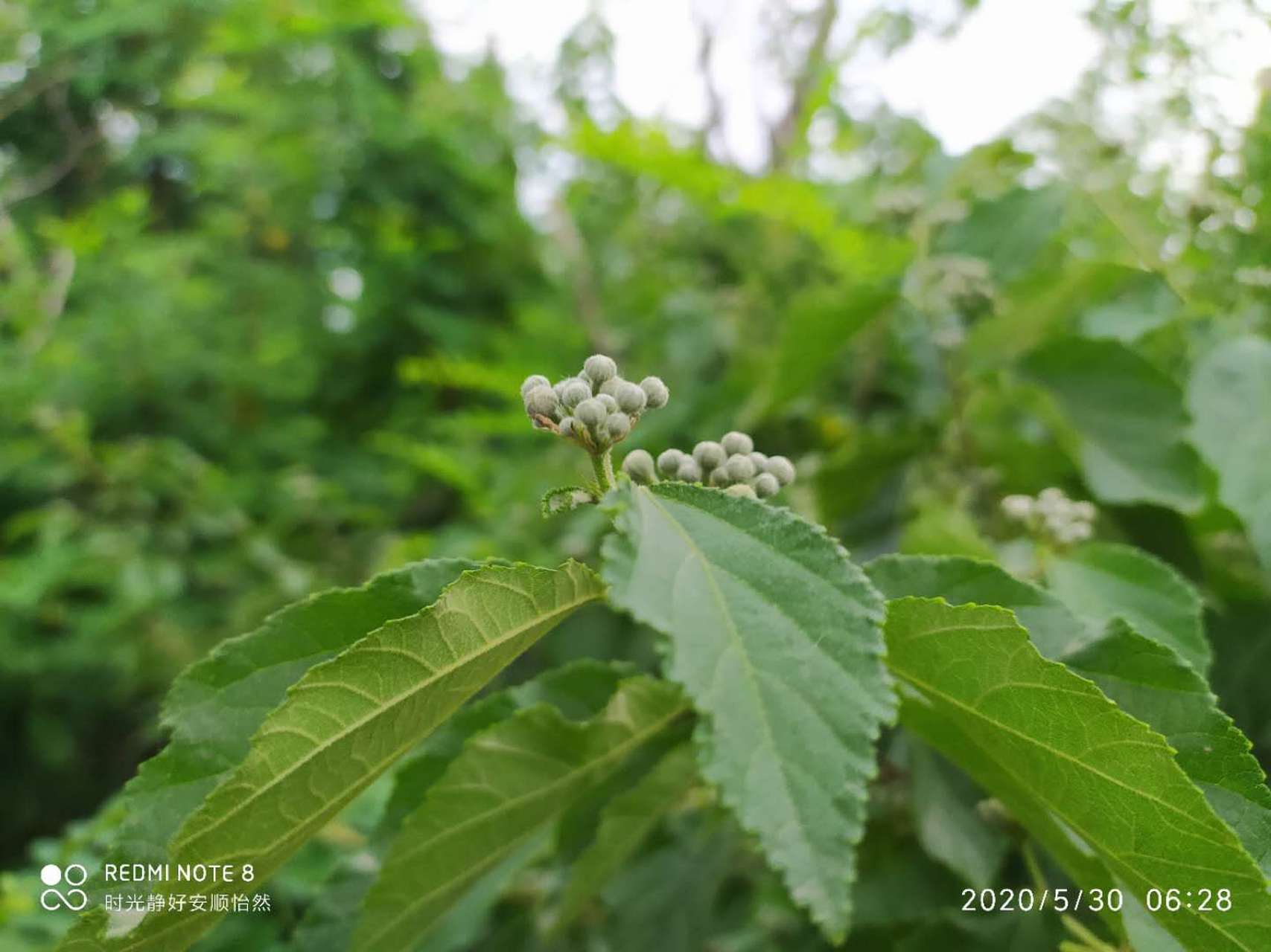 这是扁担杆,好听的名字叫娃娃拳,你观察一下这花簇,很形象.