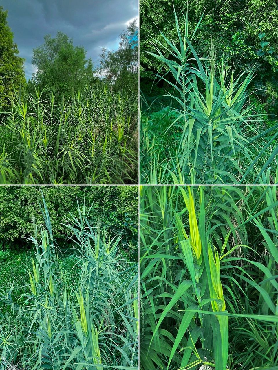 不懂就问姐妹们这是野生玉米么?